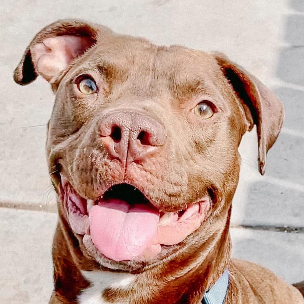 Tommy — thumbnail 4