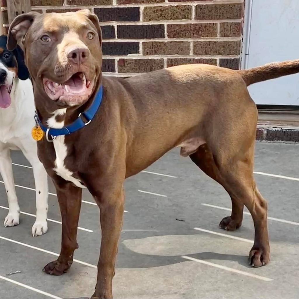 Tommy — thumbnail 5