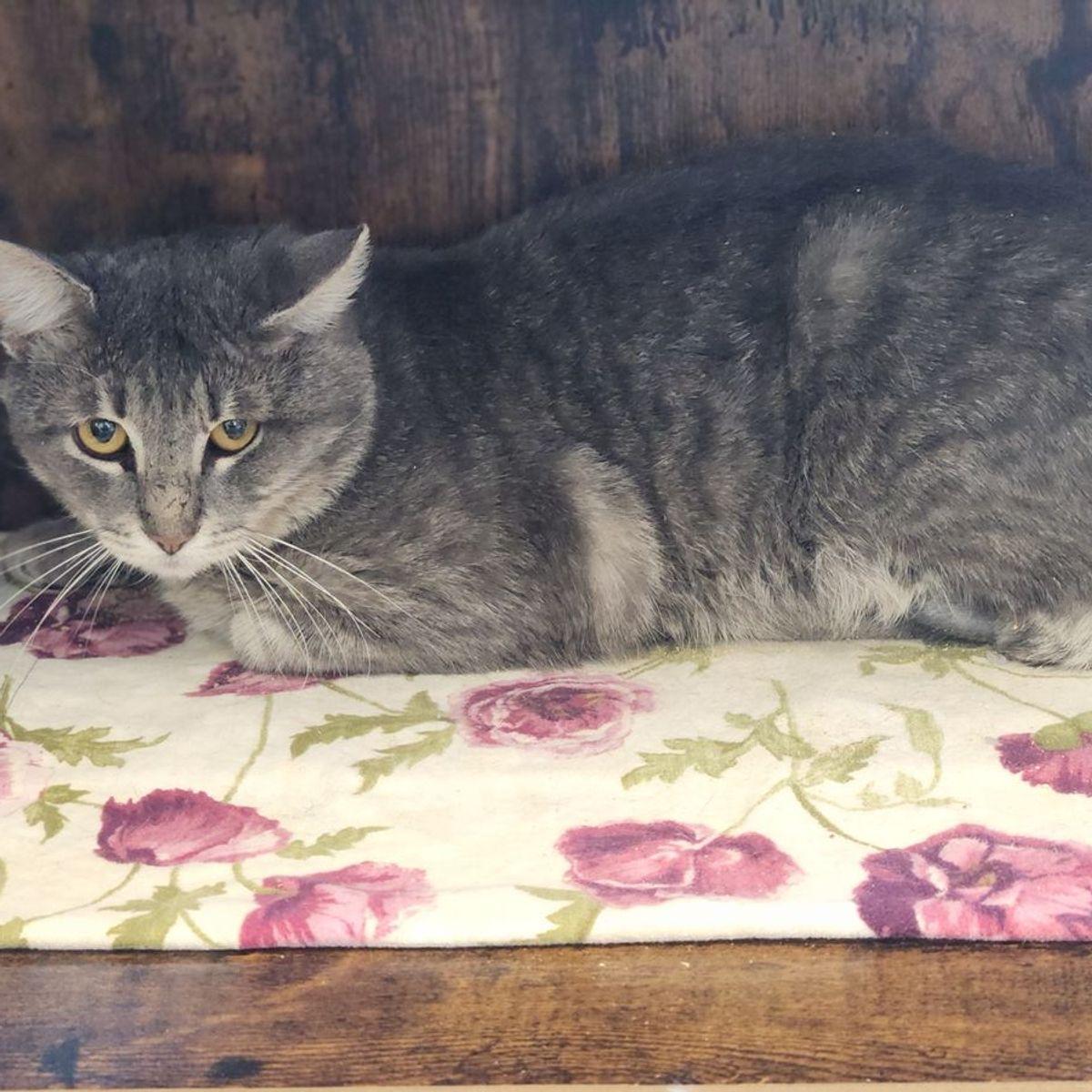 Enlarge Zag, a Adoptable Domestic Short Hair in Kingman, AZ image 1/1