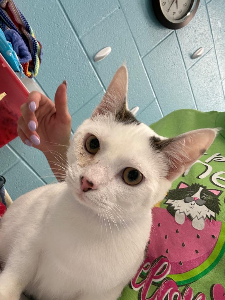 Bippity, adopted, Young Male Domestic Short Hair.