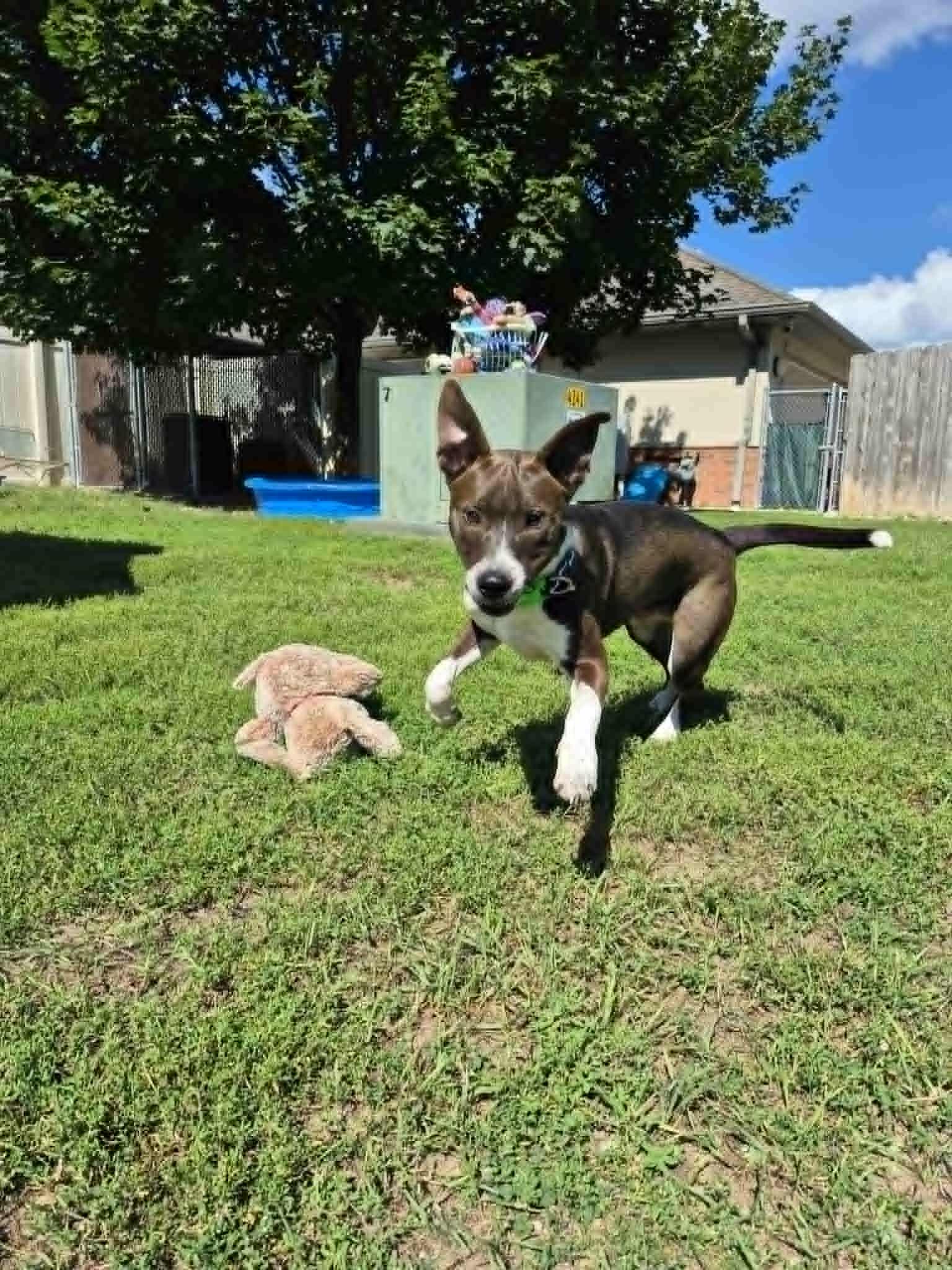 Spree, an adopted mixed breed in Bellaire, MI image 2/2