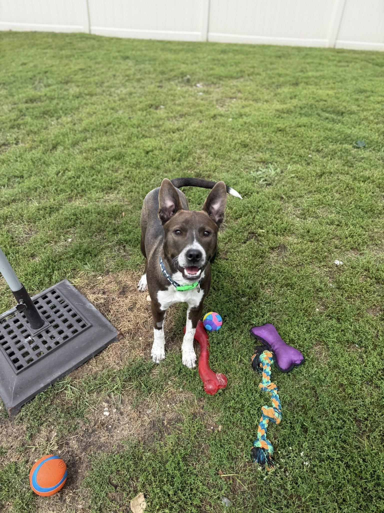 Spree, an adoptable American Staffordshire Terrier in Bellaire, MI, 49615 | Photo Image 1