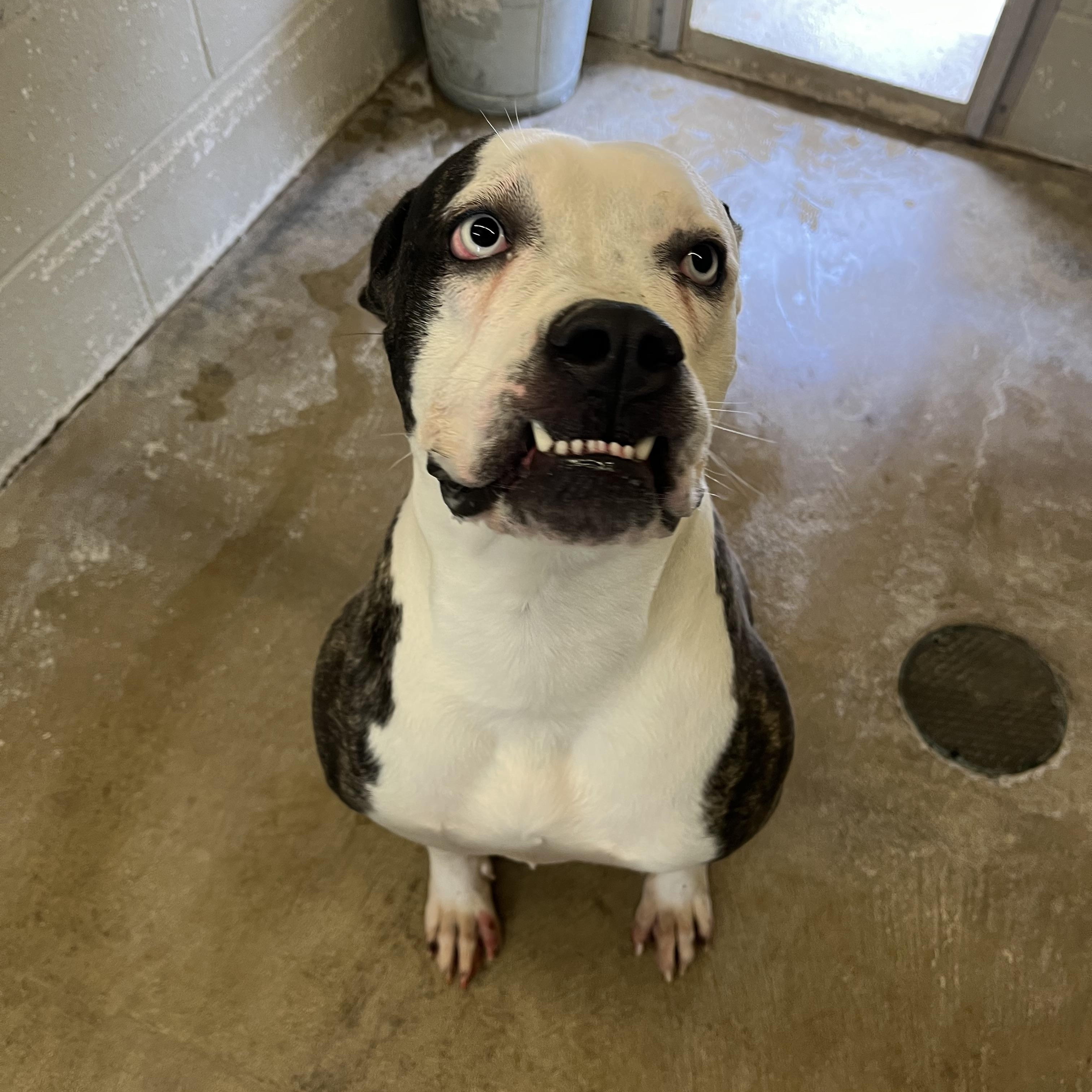 Enlarge Juniper , a Adoptable mixed breed in Godfrey, IL image 2/2