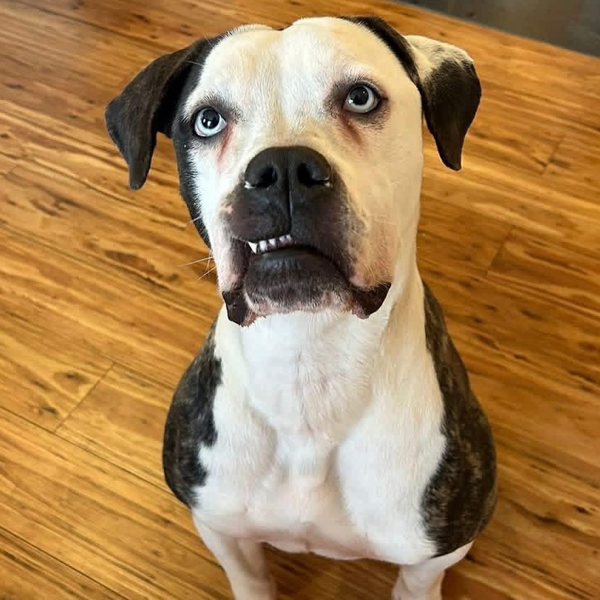 Juniper , Adoptable, Adult Female Boxer & American Bulldog.