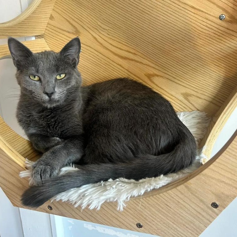 Antonio, Adoptable, Kitten Male Domestic Short Hair.