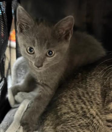 Antonio, Adoptable, Kitten Male Domestic Short Hair.