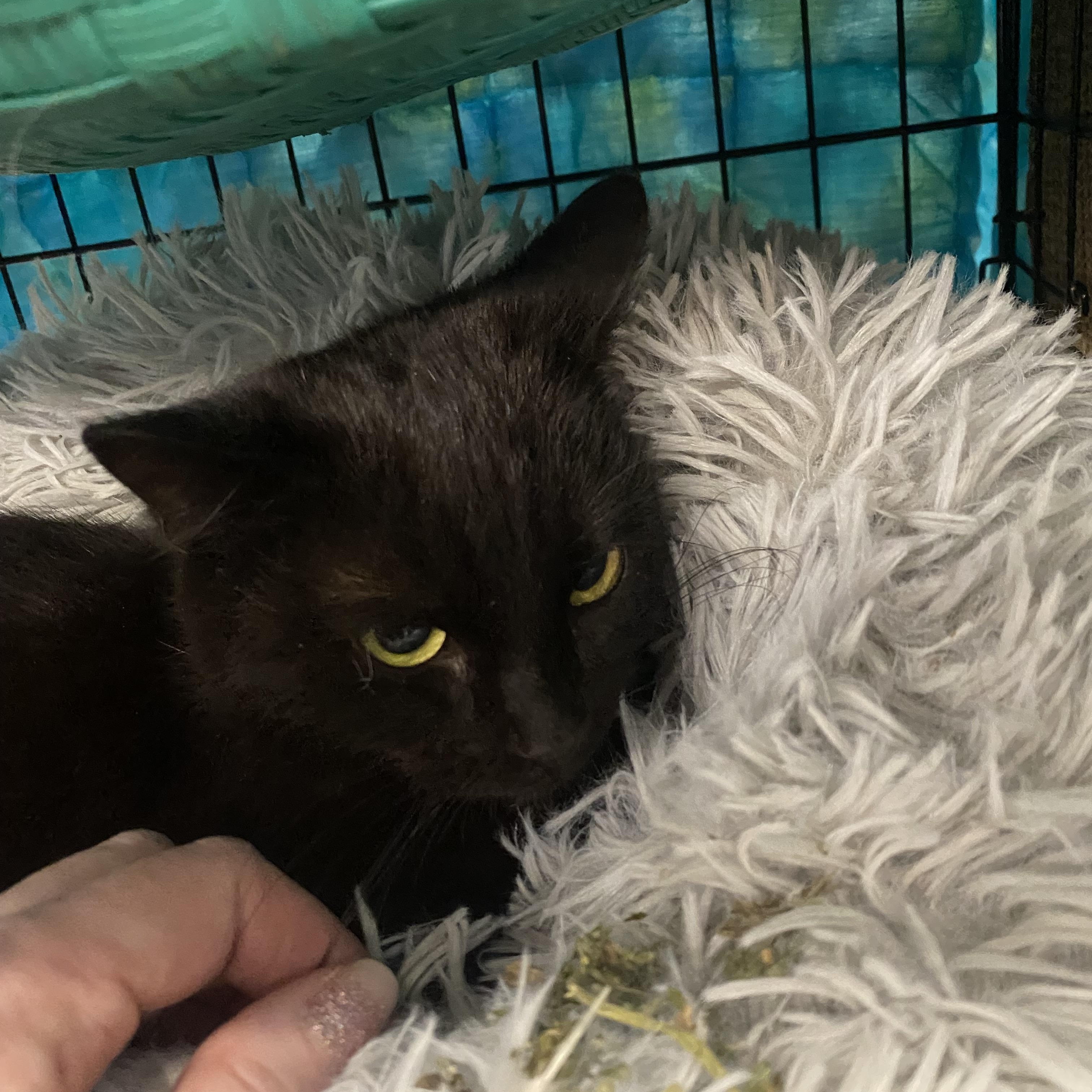 Mooney, an adopted mixed breed in Springfield, MO image 5/5