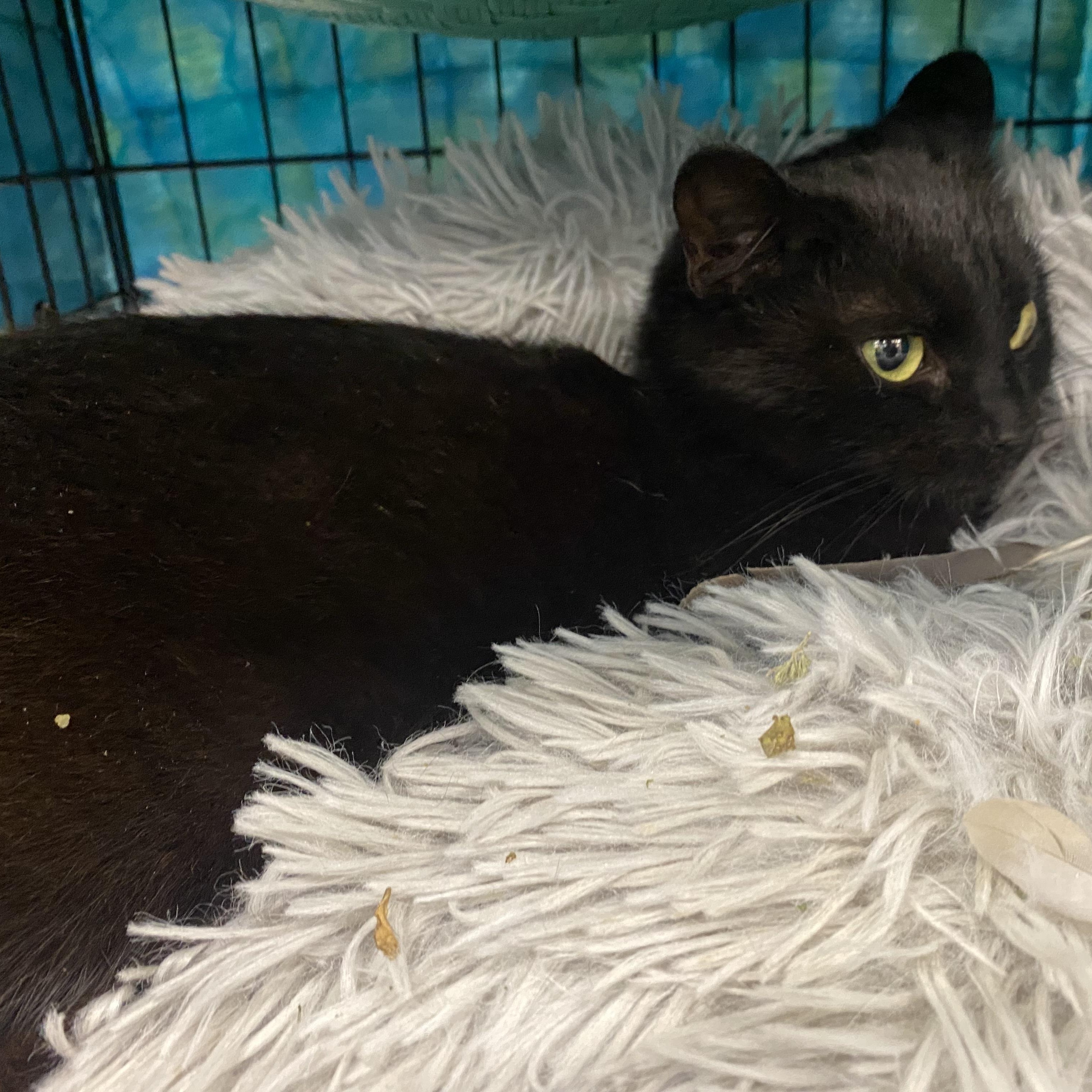 Mooney, an adopted mixed breed in Springfield, MO image 2/5