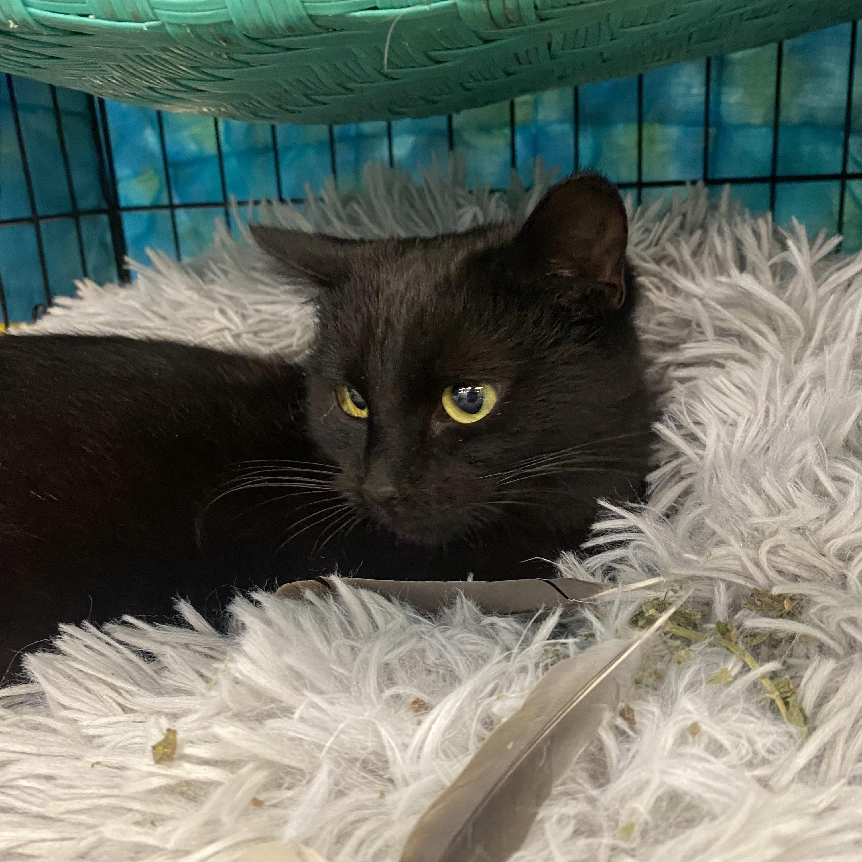 Mooney, an adopted mixed breed in Springfield, MO image 3/5