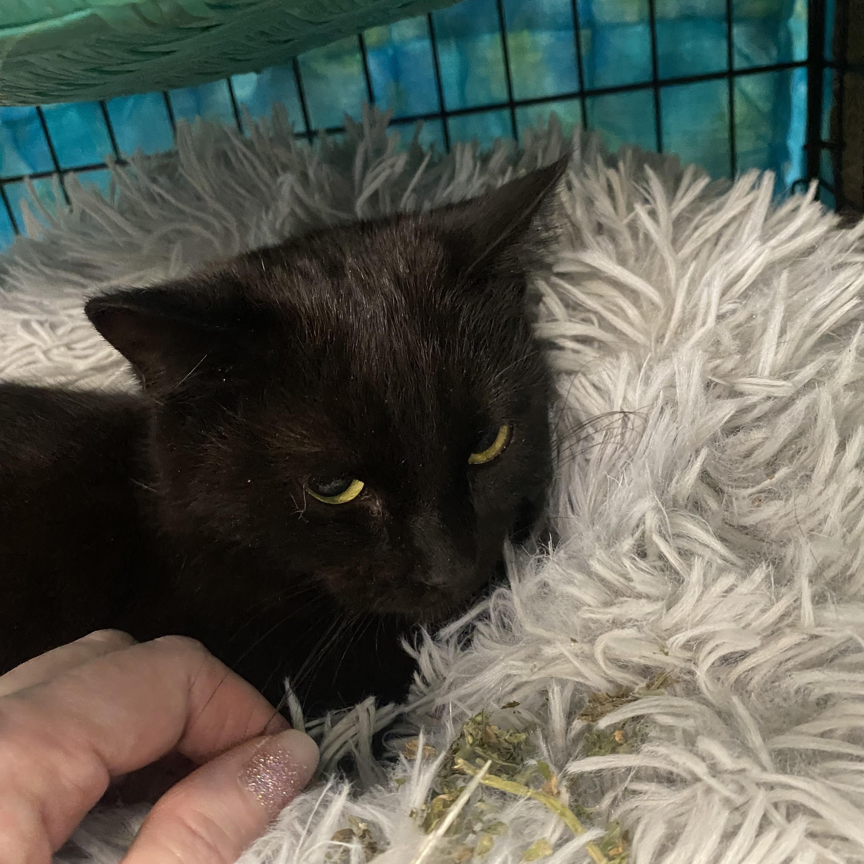 Mooney, an adopted mixed breed in Springfield, MO image 4/5