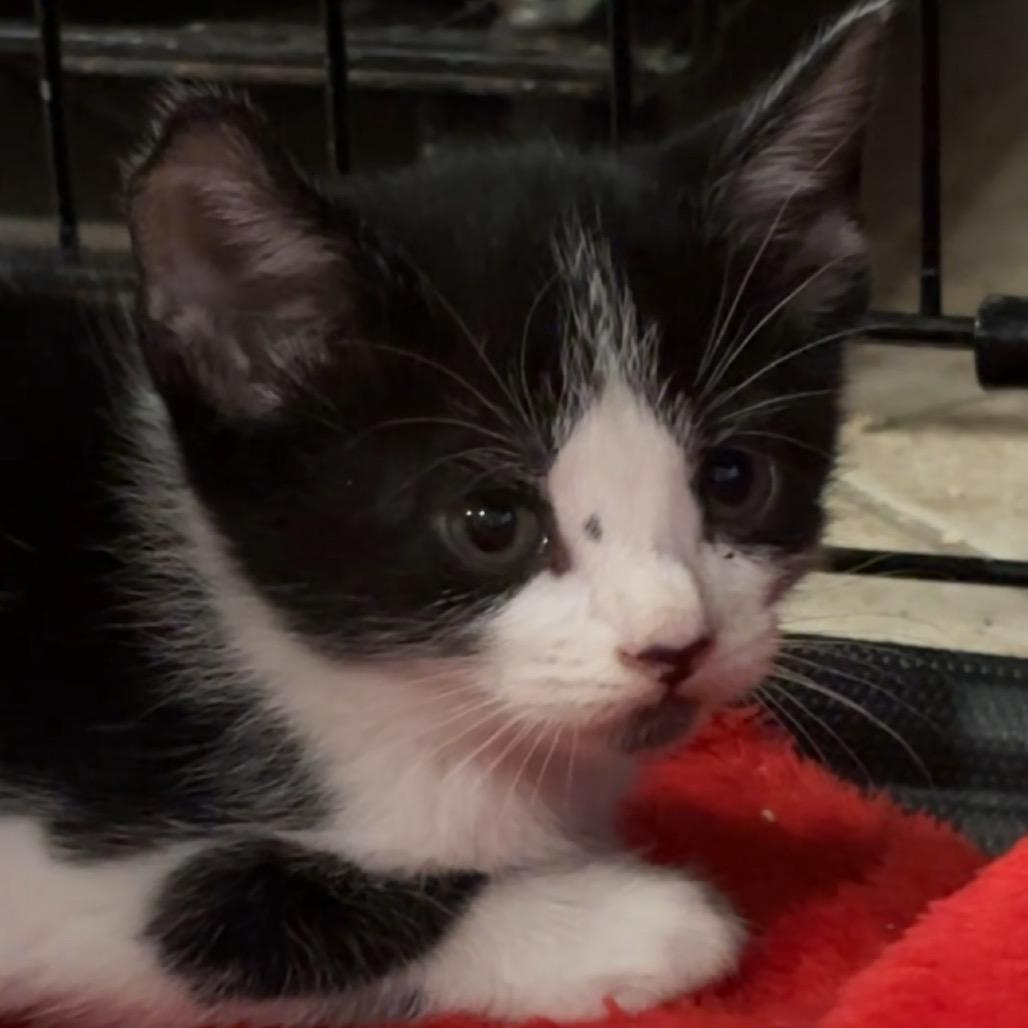 Hamilton, a Adoptable Domestic Short Hair in Katy, TX image 3/5