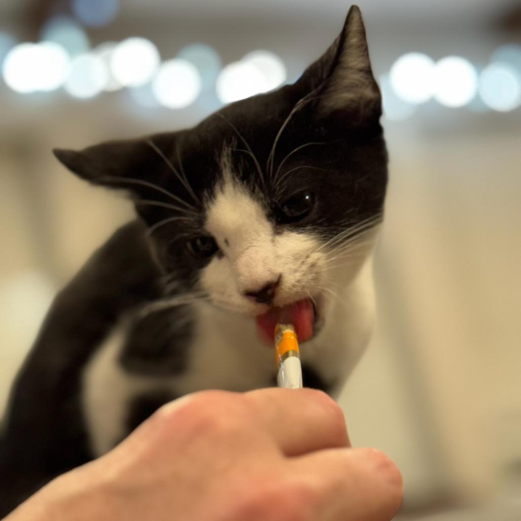 Hamilton, a Adoptable Domestic Short Hair in Katy, TX image 4/5