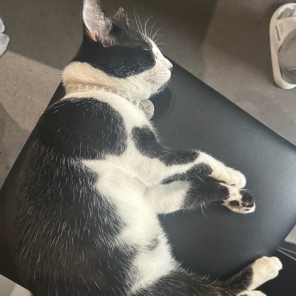 Hamilton, a Adoptable Domestic Short Hair in Katy, TX image 5/5