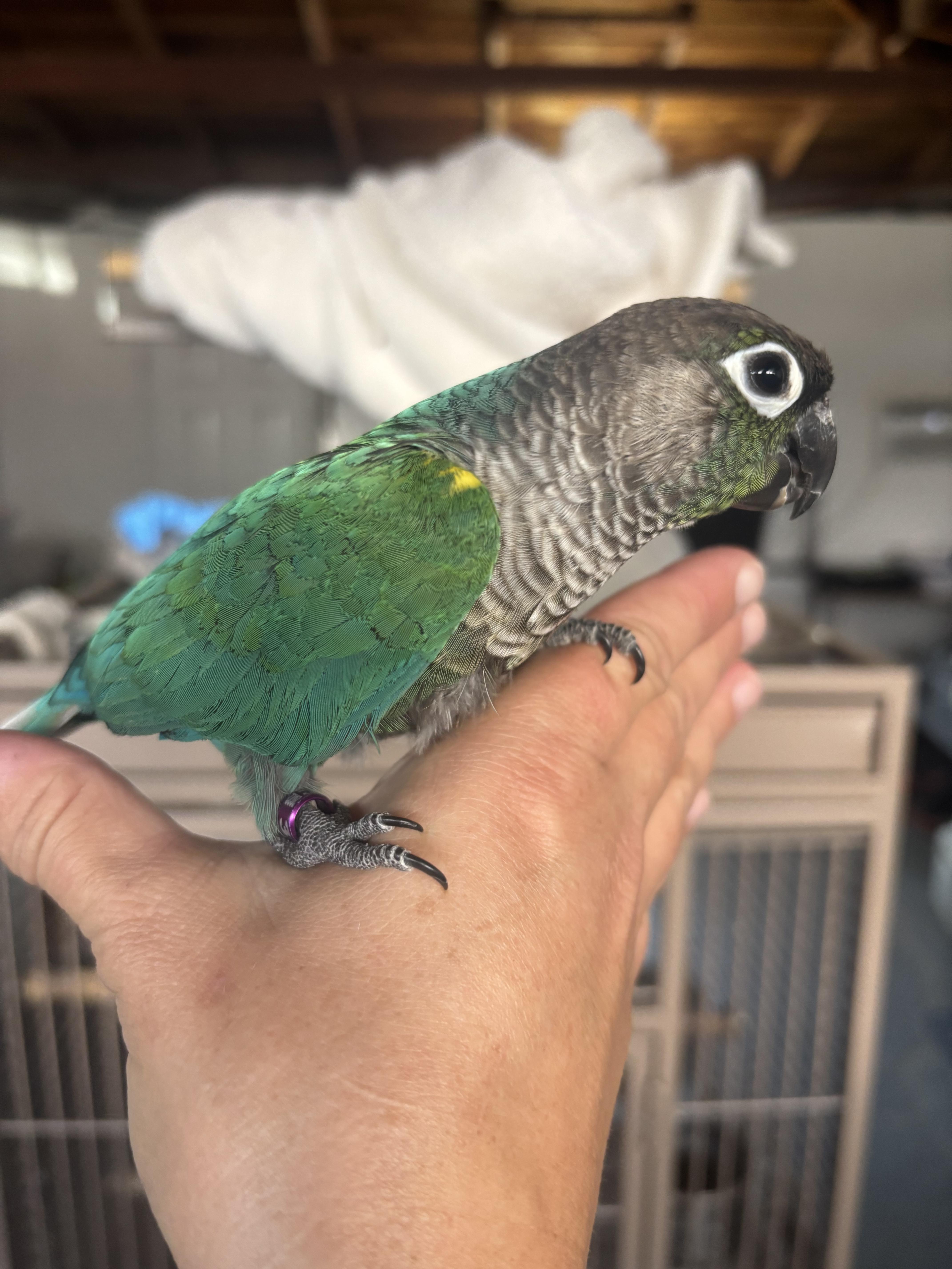 Cobalt, Young Male unknown