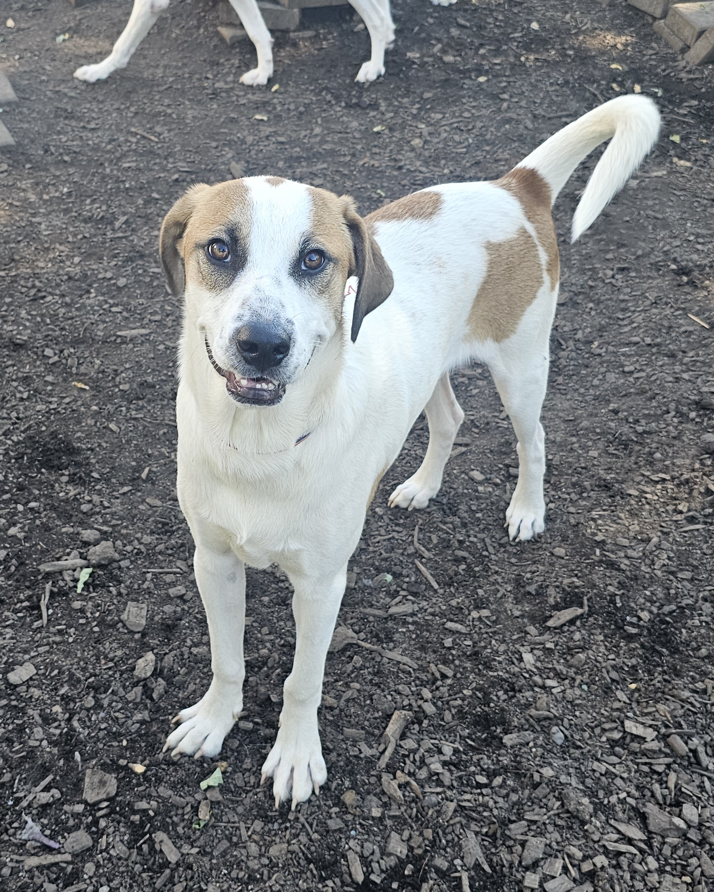 Dog for adoption Kirby, a Labrador Retriever & Hound Mix in Ringwood