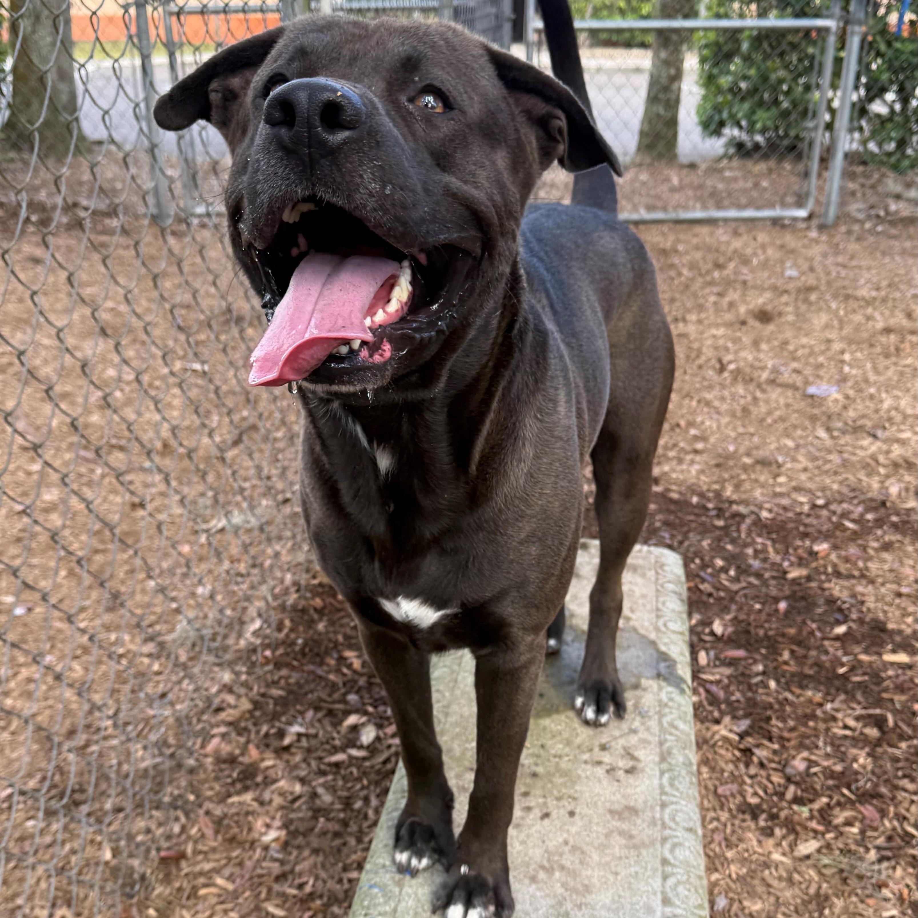 Charger, ADOPTABLE, Adult Male Pit Bull Terrier & Black Labrador Retriever.