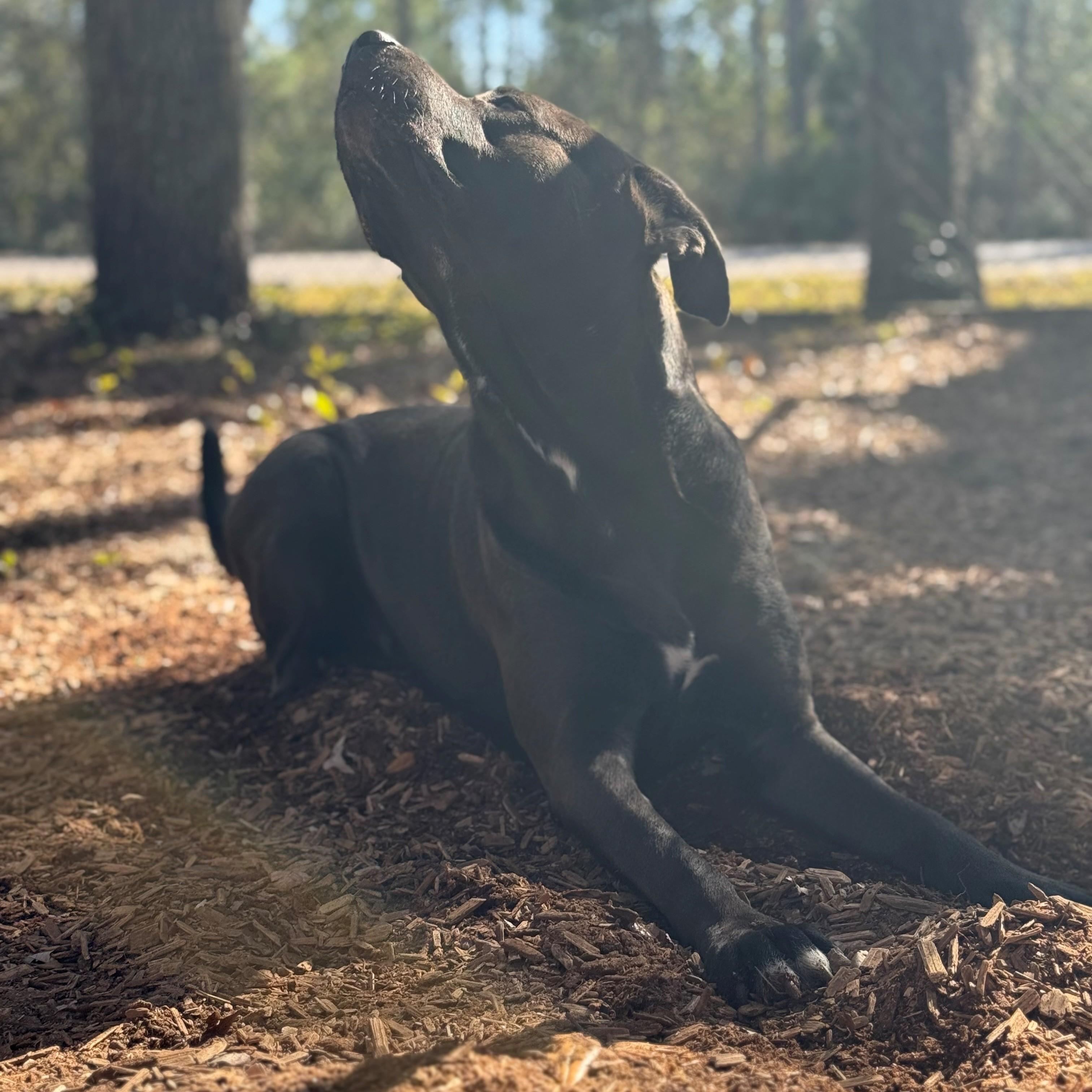 Enlarge Charger, a ADOPTABLE mixed breed in St. Augustine, FL image 5/5