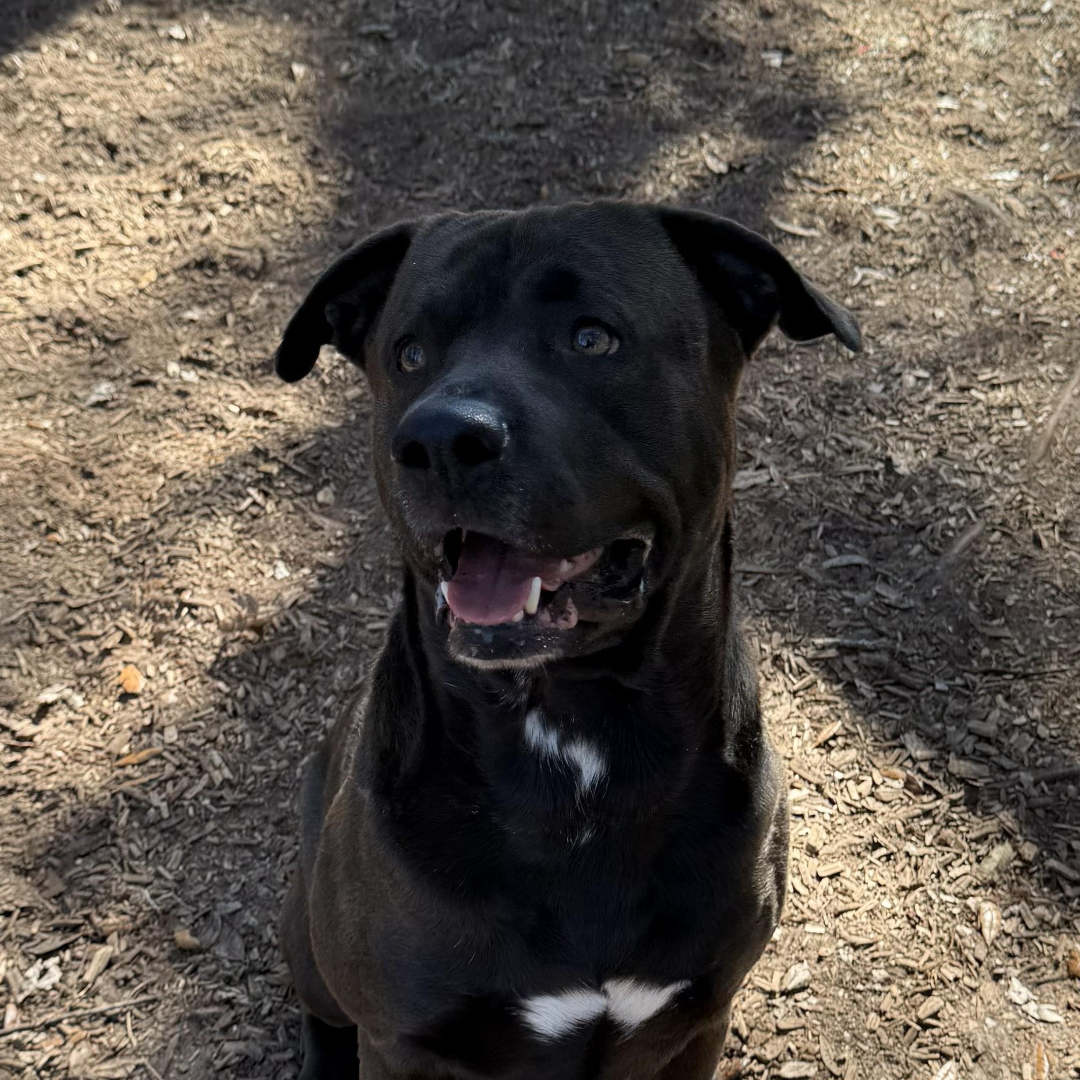 Enlarge Charger, a ADOPTABLE mixed breed in St. Augustine, FL image 4/5