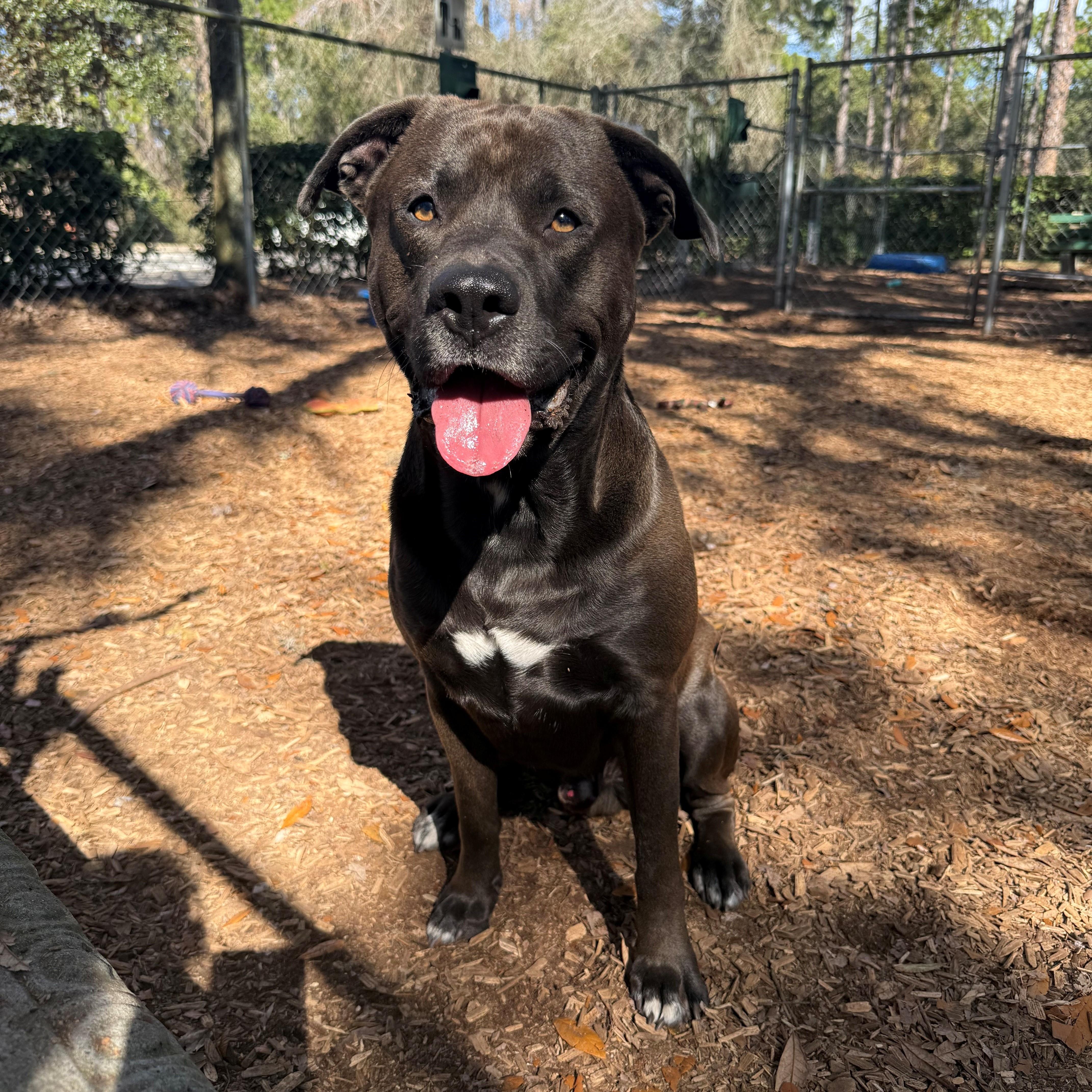 Enlarge Charger, a ADOPTABLE mixed breed in St. Augustine, FL image 2/5