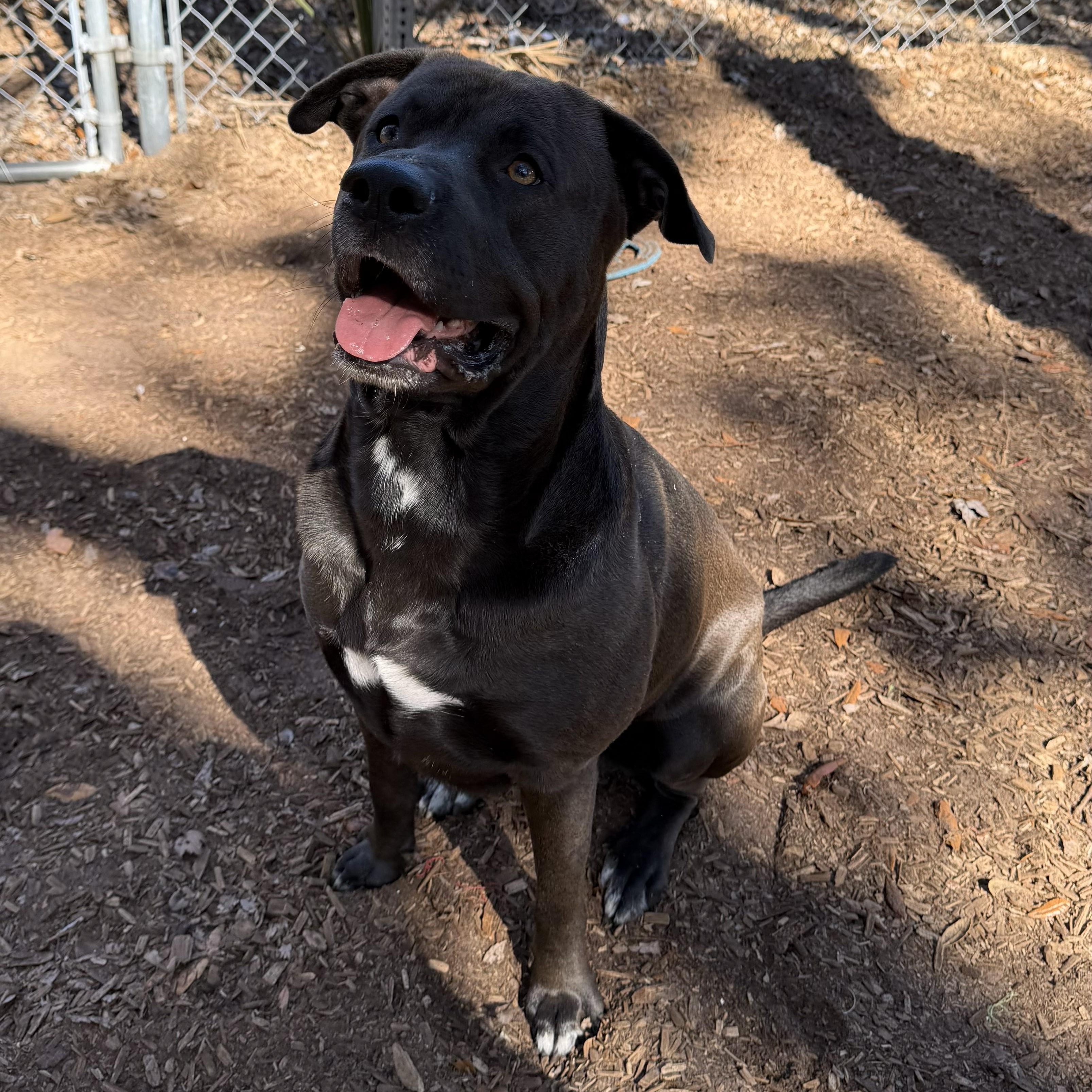 Enlarge Charger, a ADOPTABLE mixed breed in St. Augustine, FL image 3/5