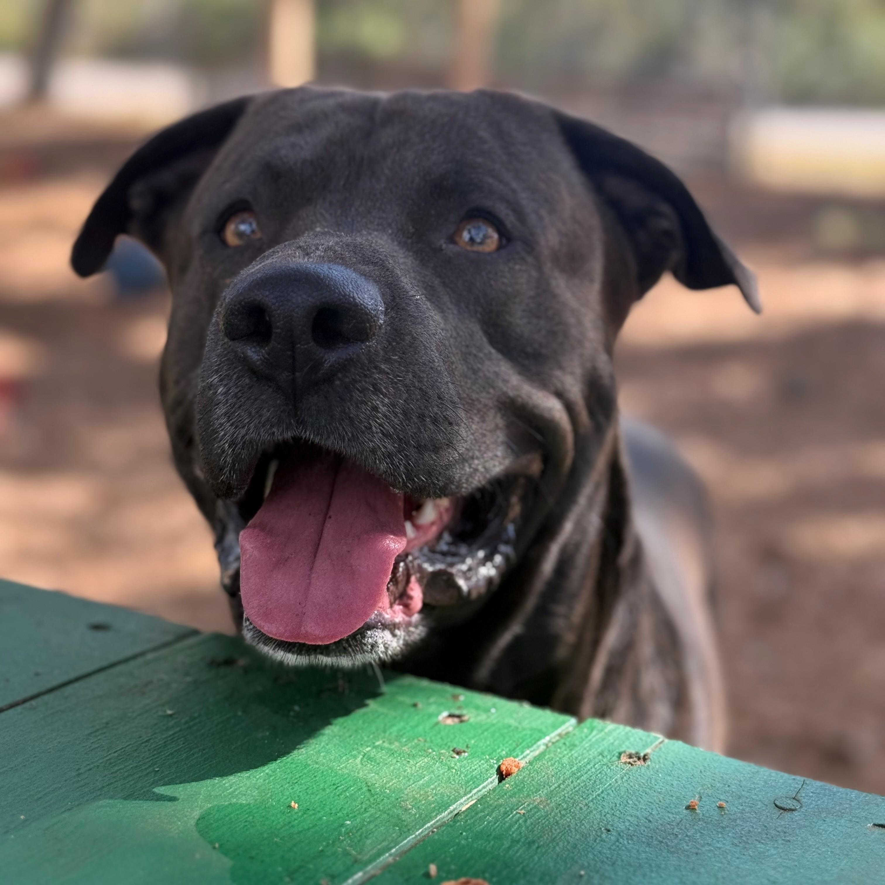 Charger, ADOPTABLE, Adult Male Pit Bull Terrier & Black Labrador Retriever.