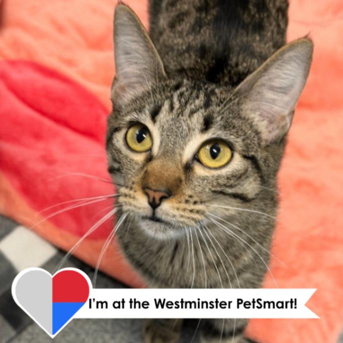 Jessica, Adoptable, Adult Female Domestic Short Hair.