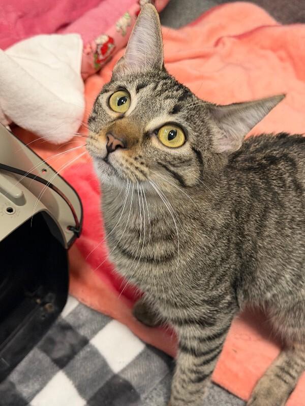 Enlarge Jessica, a Adoptable Domestic Short Hair in Westminster, CO image 2/4