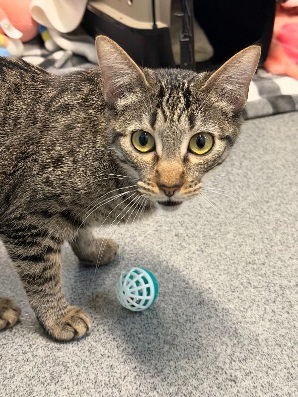 Enlarge Jessica, a Adoptable Domestic Short Hair in Westminster, CO image 3/4