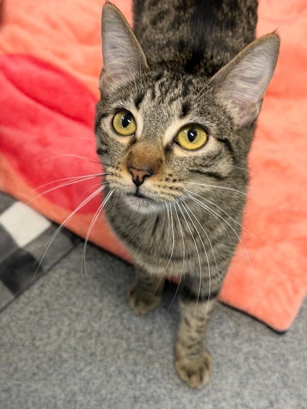 Enlarge Jessica, a Adoptable Domestic Short Hair in Westminster, CO image 4/4
