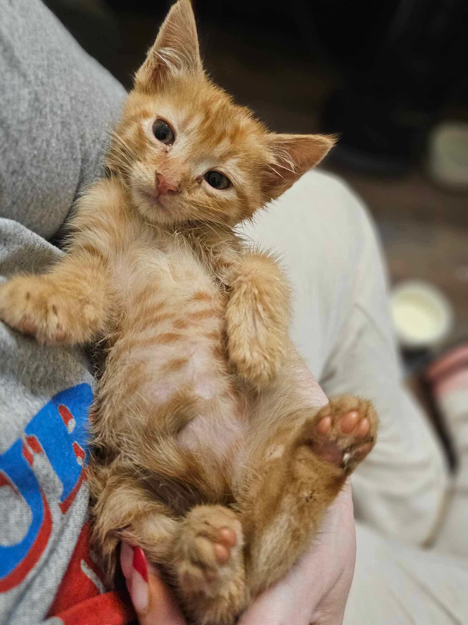 Cheeto photo 2