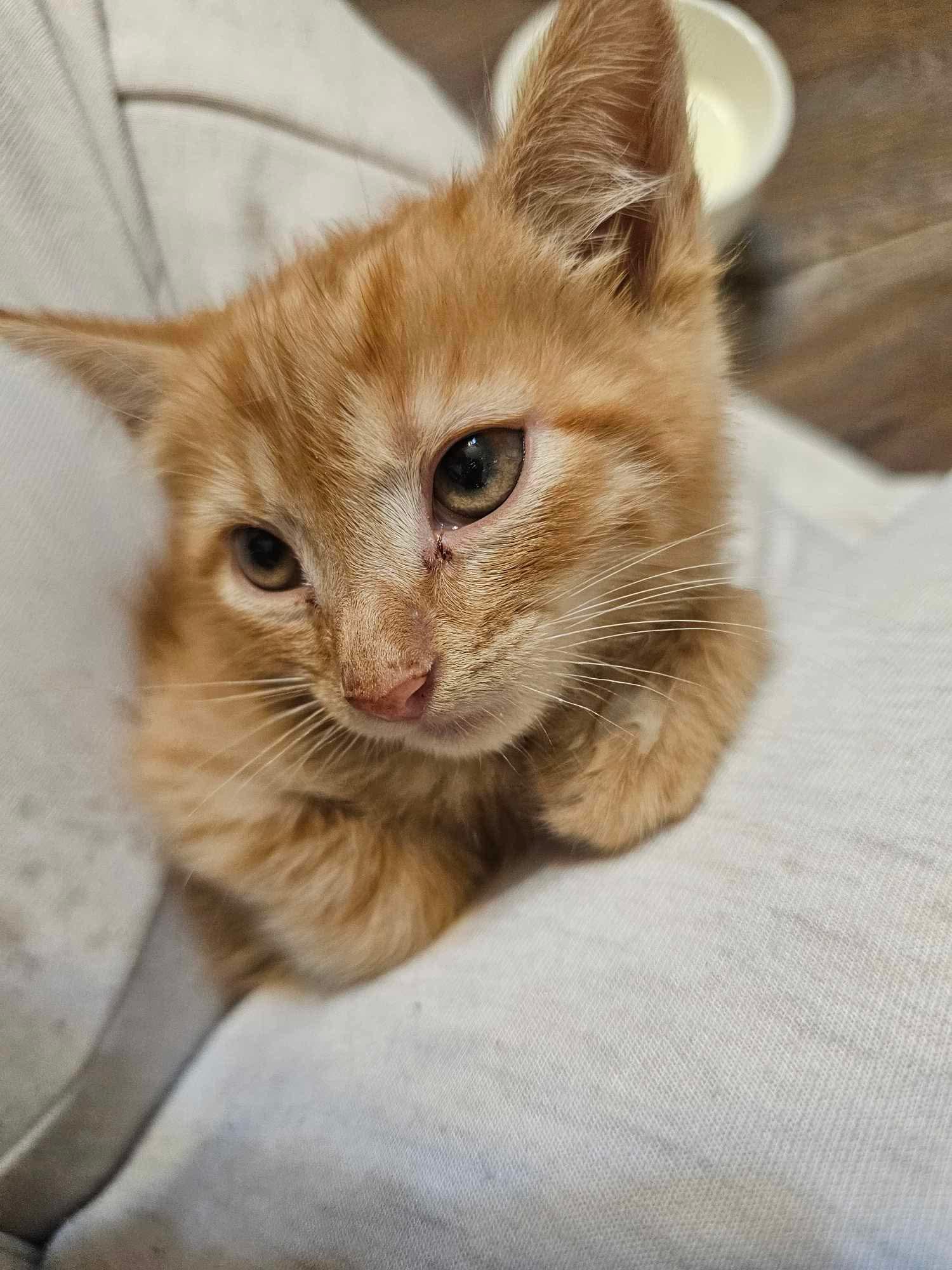 Cheeto