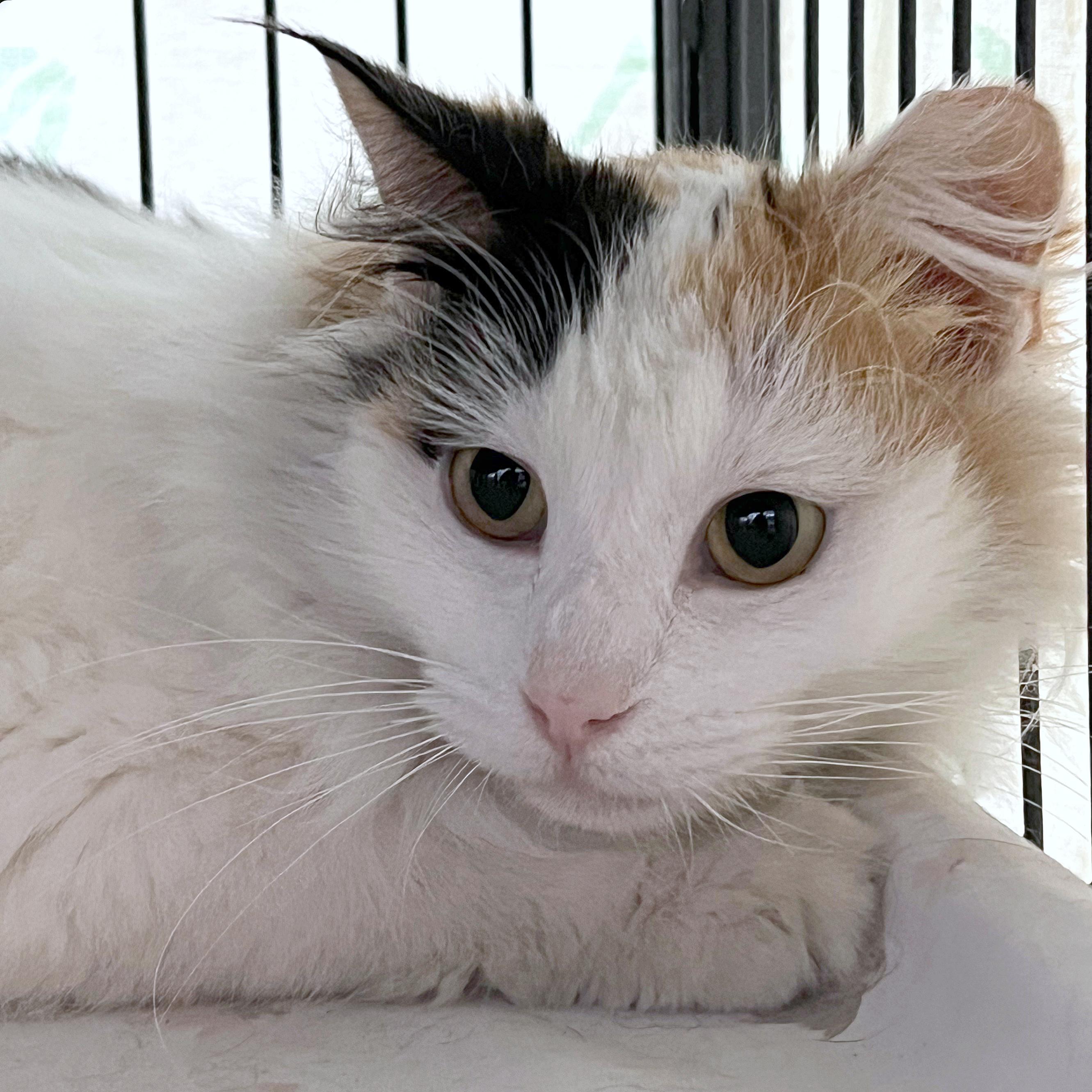 Sally, an adopted Domestic Medium Hair in St. Louis, MO image 5/5