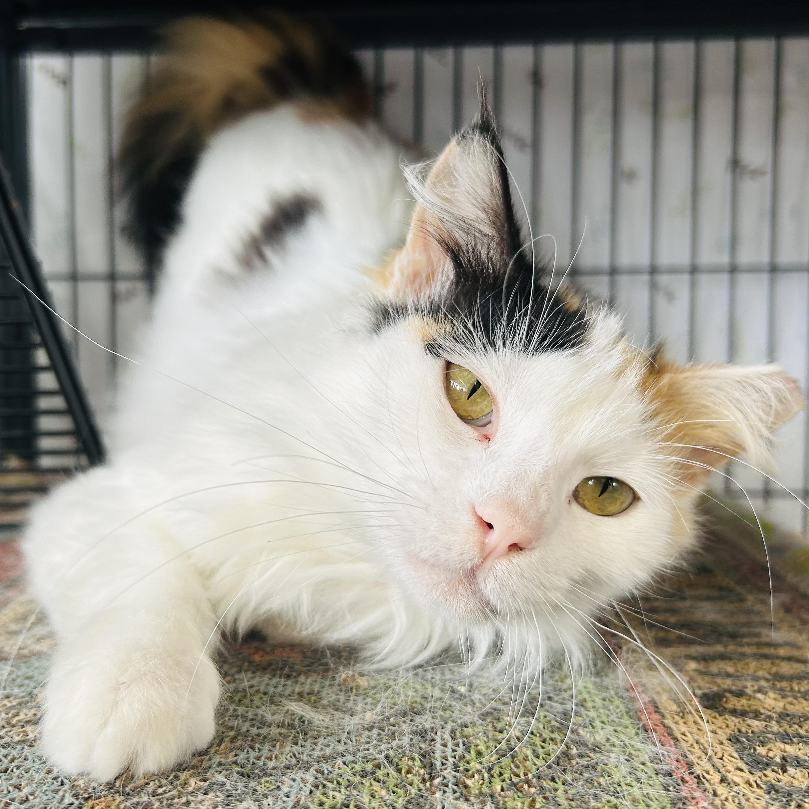Sally, adopted, Young Female Domestic Medium Hair.