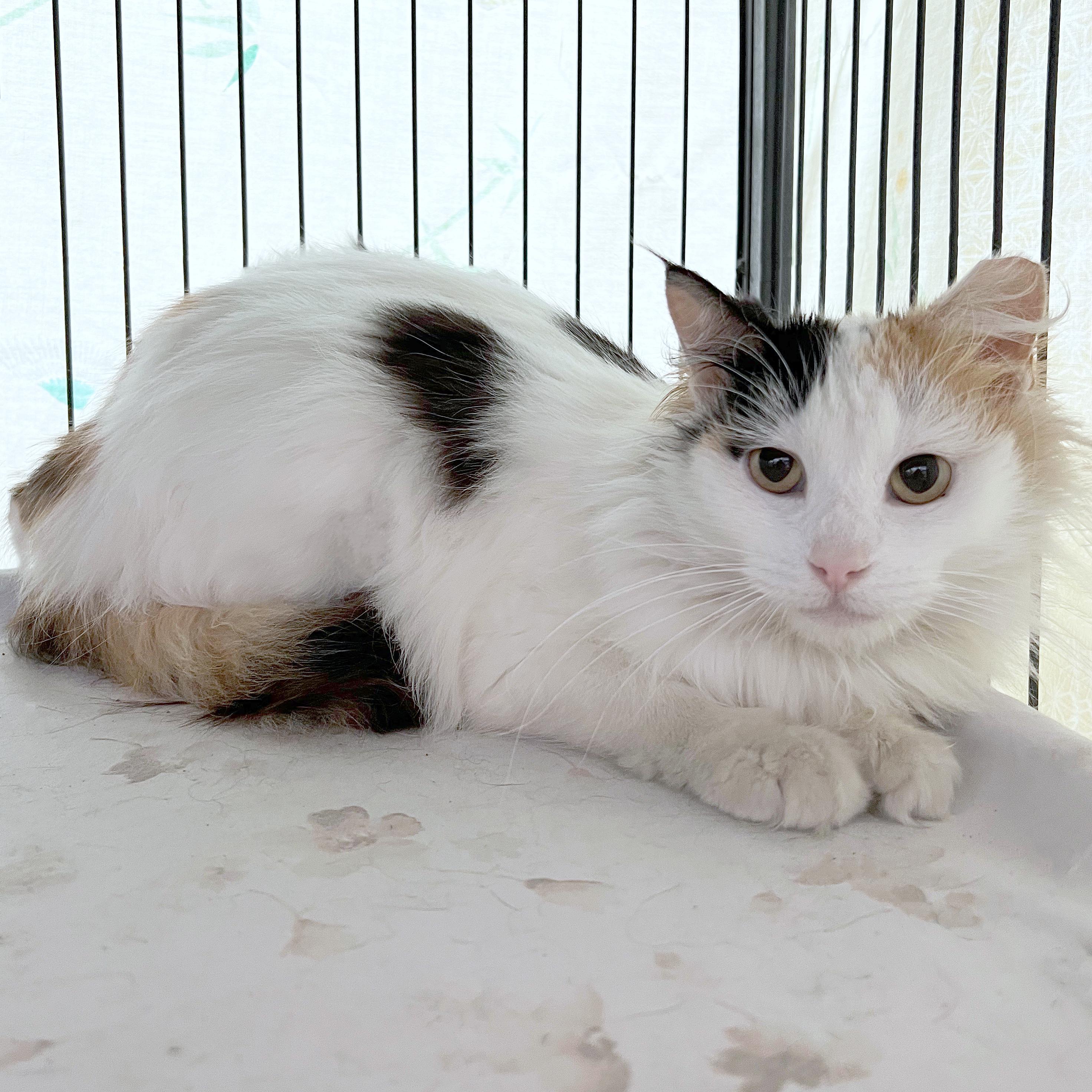Sally, an adopted Domestic Medium Hair in St. Louis, MO image 3/5