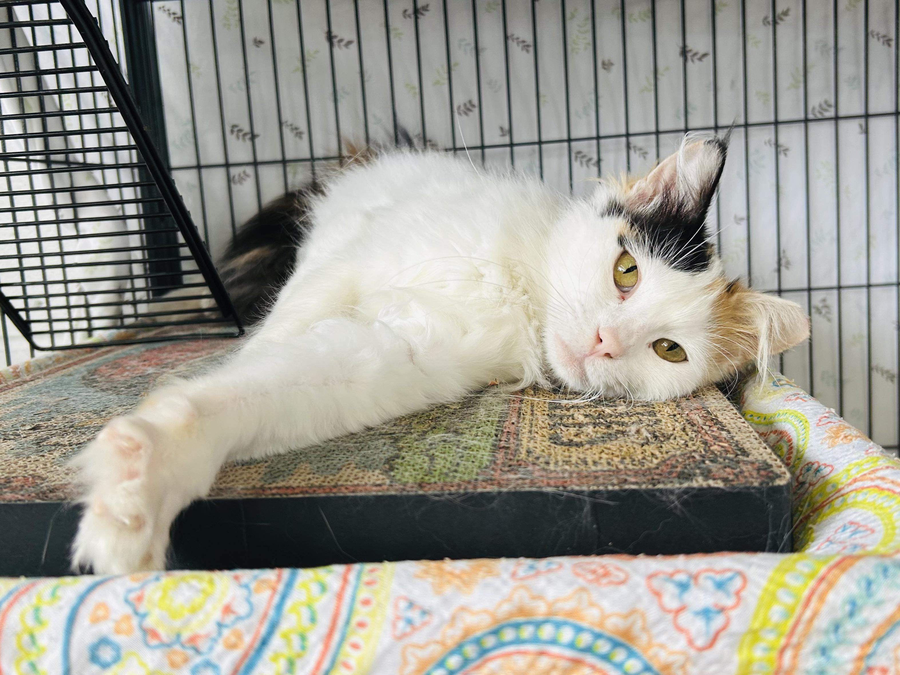 Sally, an adopted Domestic Medium Hair in St. Louis, MO image 4/5
