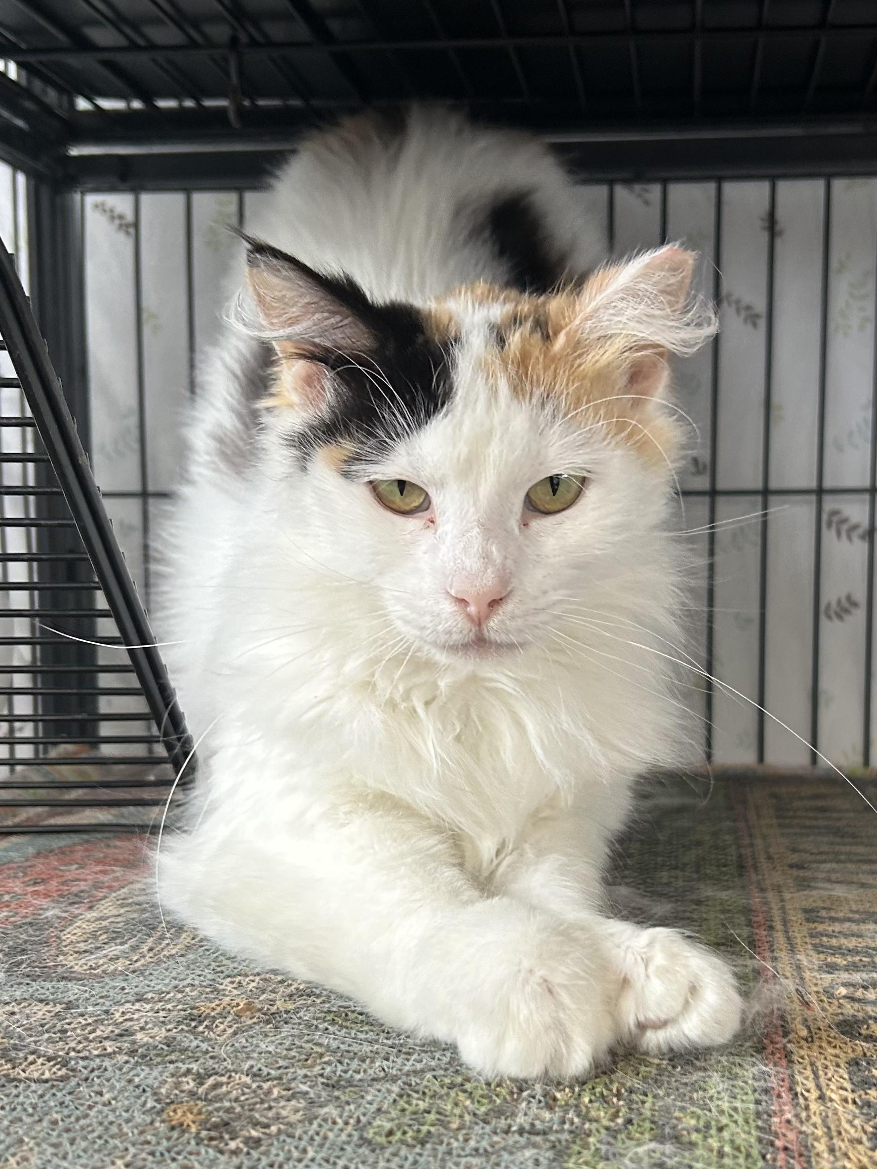 Sally, an adopted Domestic Medium Hair in St. Louis, MO image 2/5