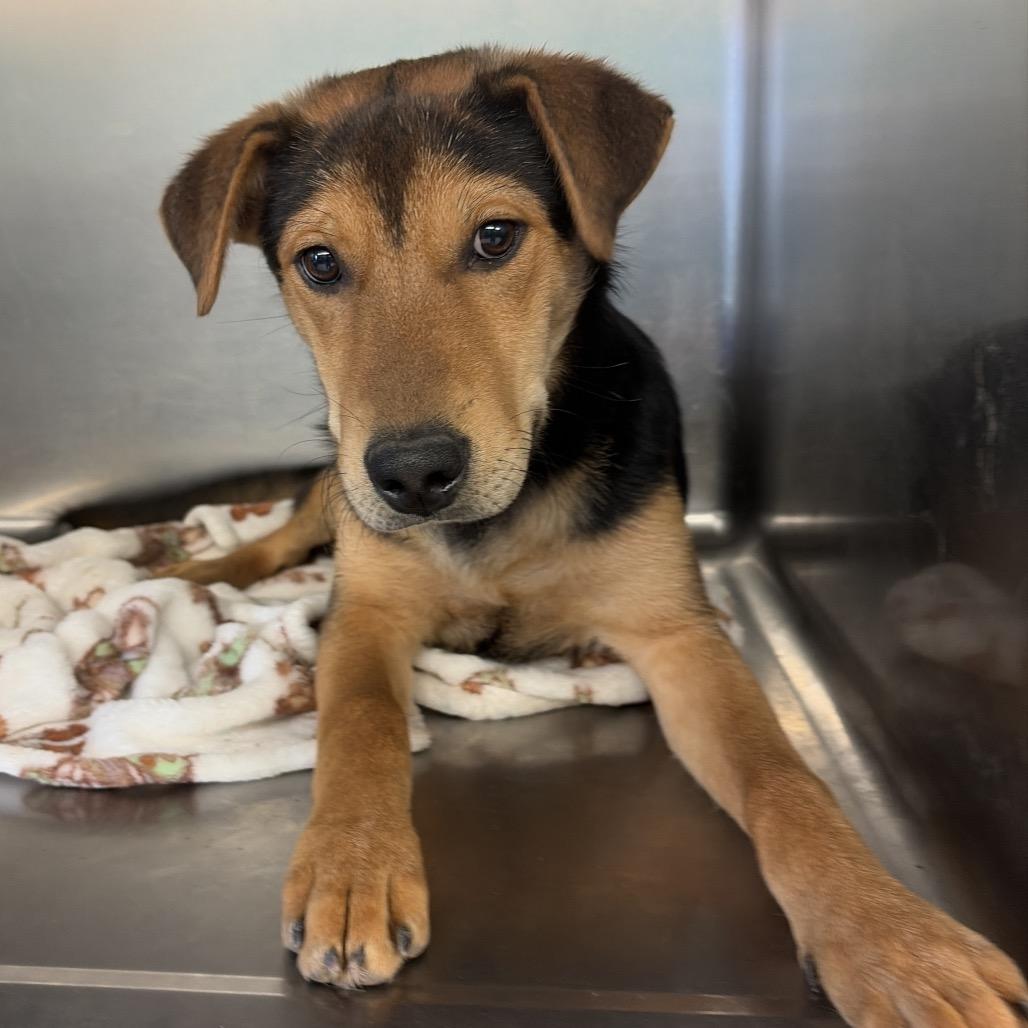 Fredo, Adoptable, Young Male Shepherd.