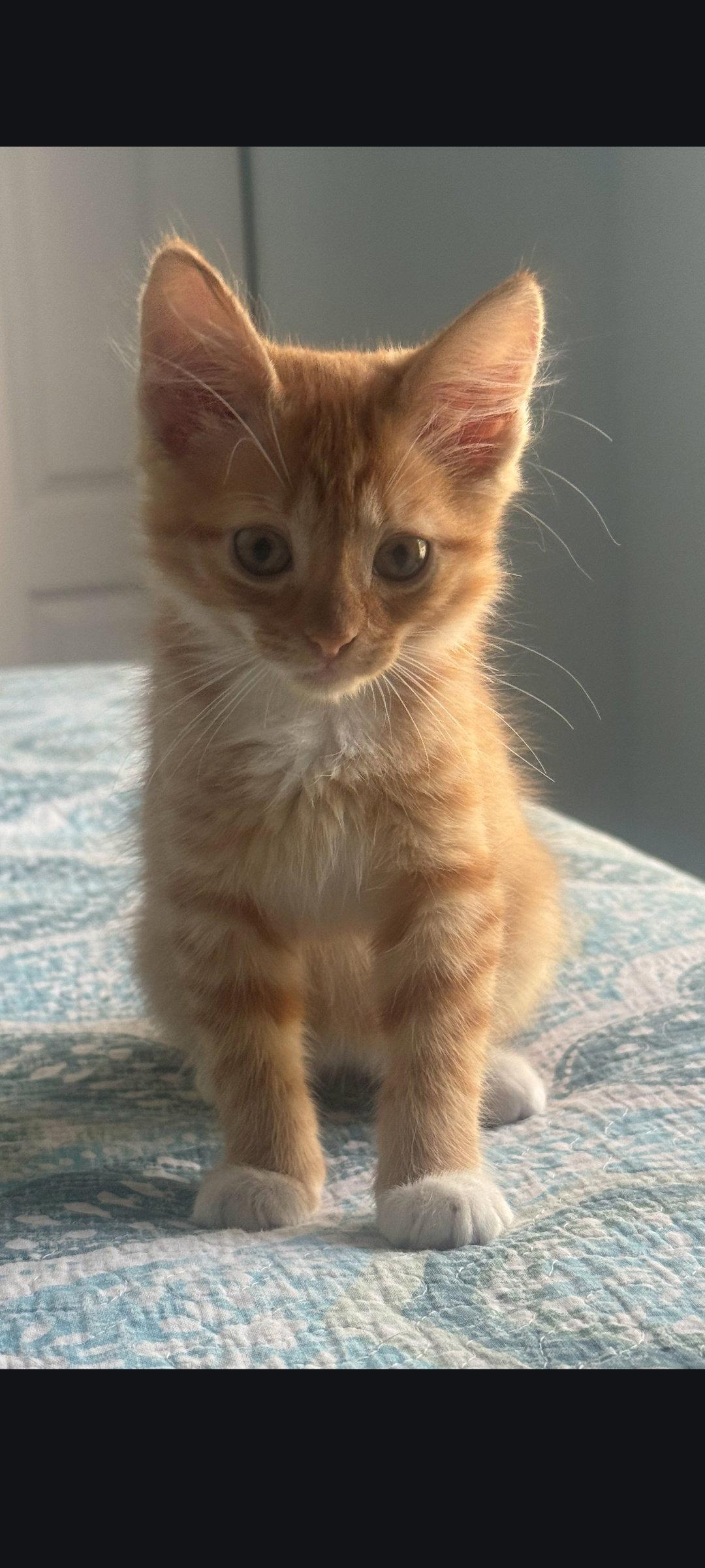 Poppins, Adopted, Kitten Female Tabby.