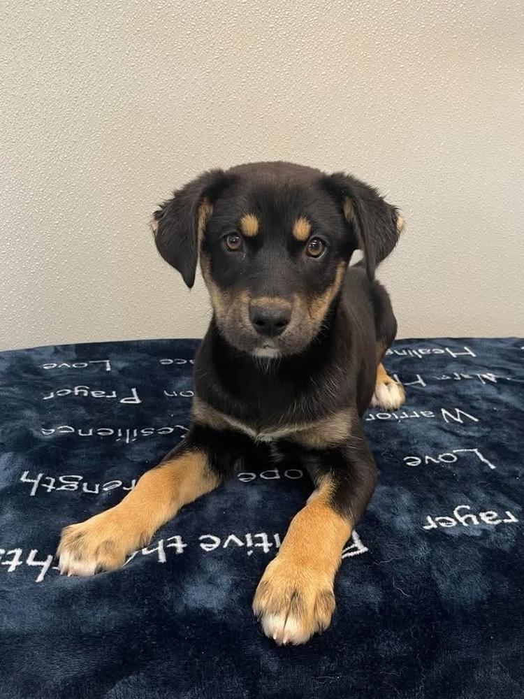 Ava, a Adoptable mixed breed in Osgood, IN image 1/4