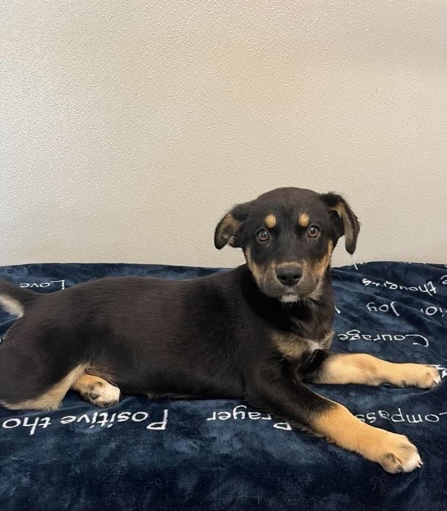 Ava, a Adoptable mixed breed in Osgood, IN image 2/4