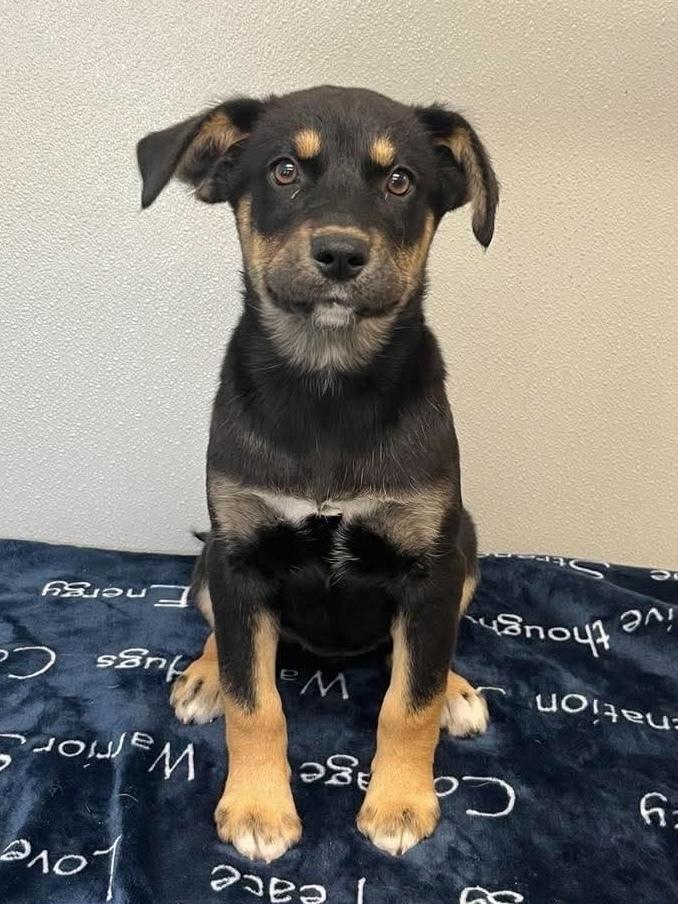 Ava, a Adoptable mixed breed in Osgood, IN image 3/4