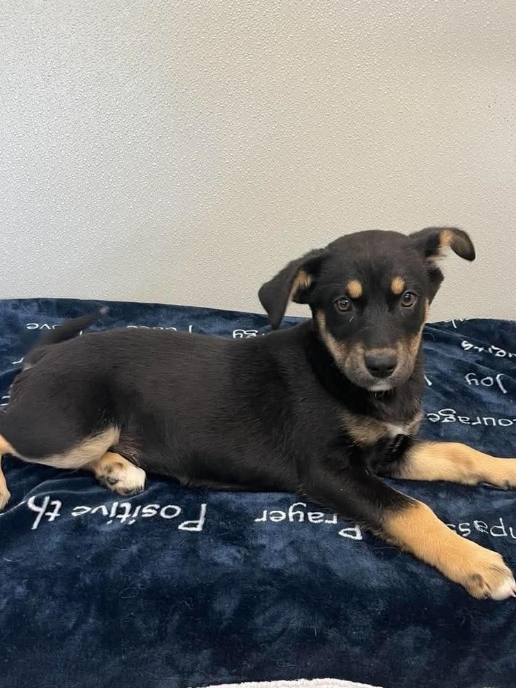 Ava, a Adoptable mixed breed in Osgood, IN image 4/4
