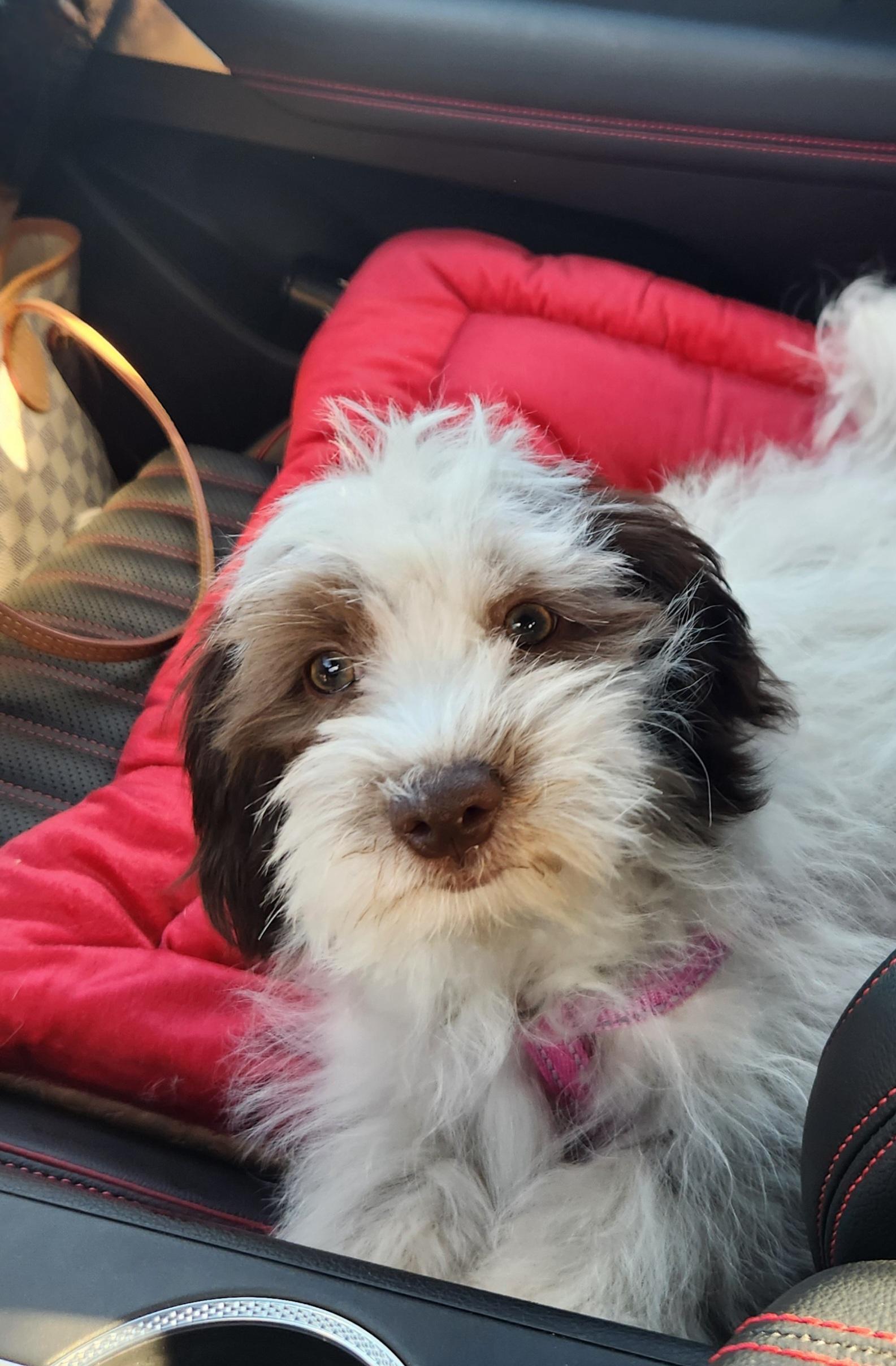 Enlarge Maple, a Adopted mixed breed in Deerfield Beach, FL image 1/5