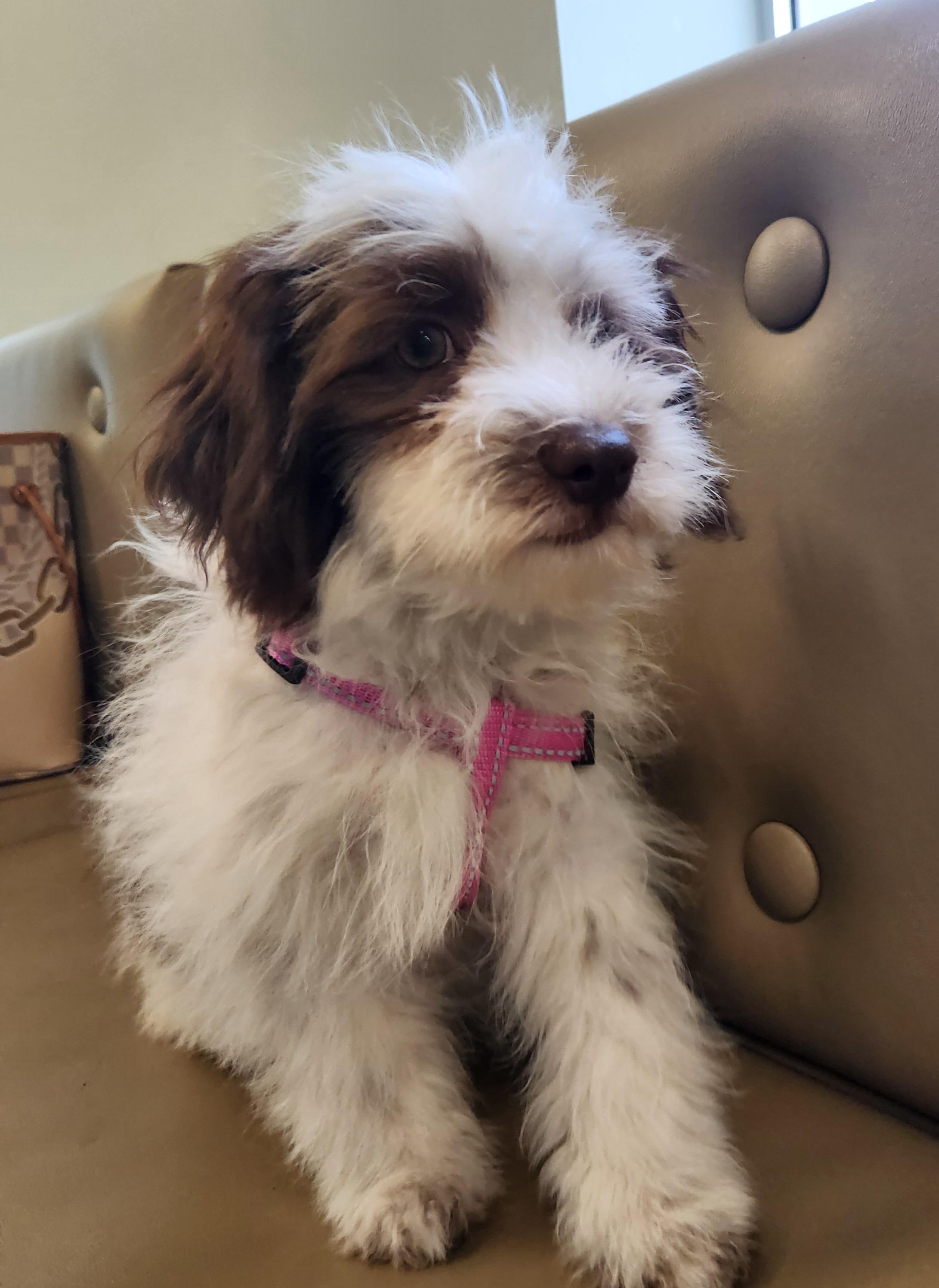 Enlarge Maple, a Adopted mixed breed in Deerfield Beach, FL image 2/5