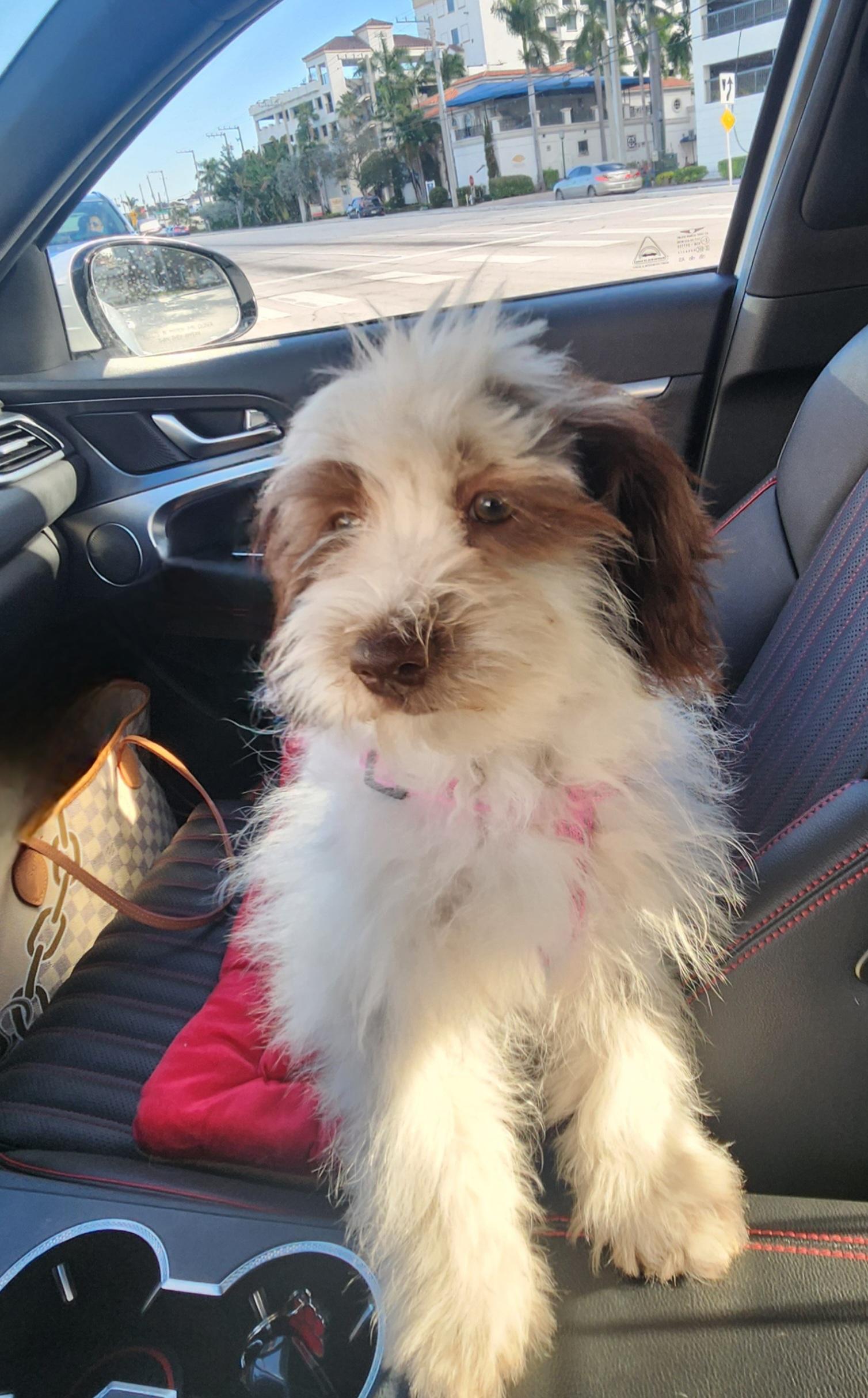 Enlarge Maple, a Adopted mixed breed in Deerfield Beach, FL image 3/5