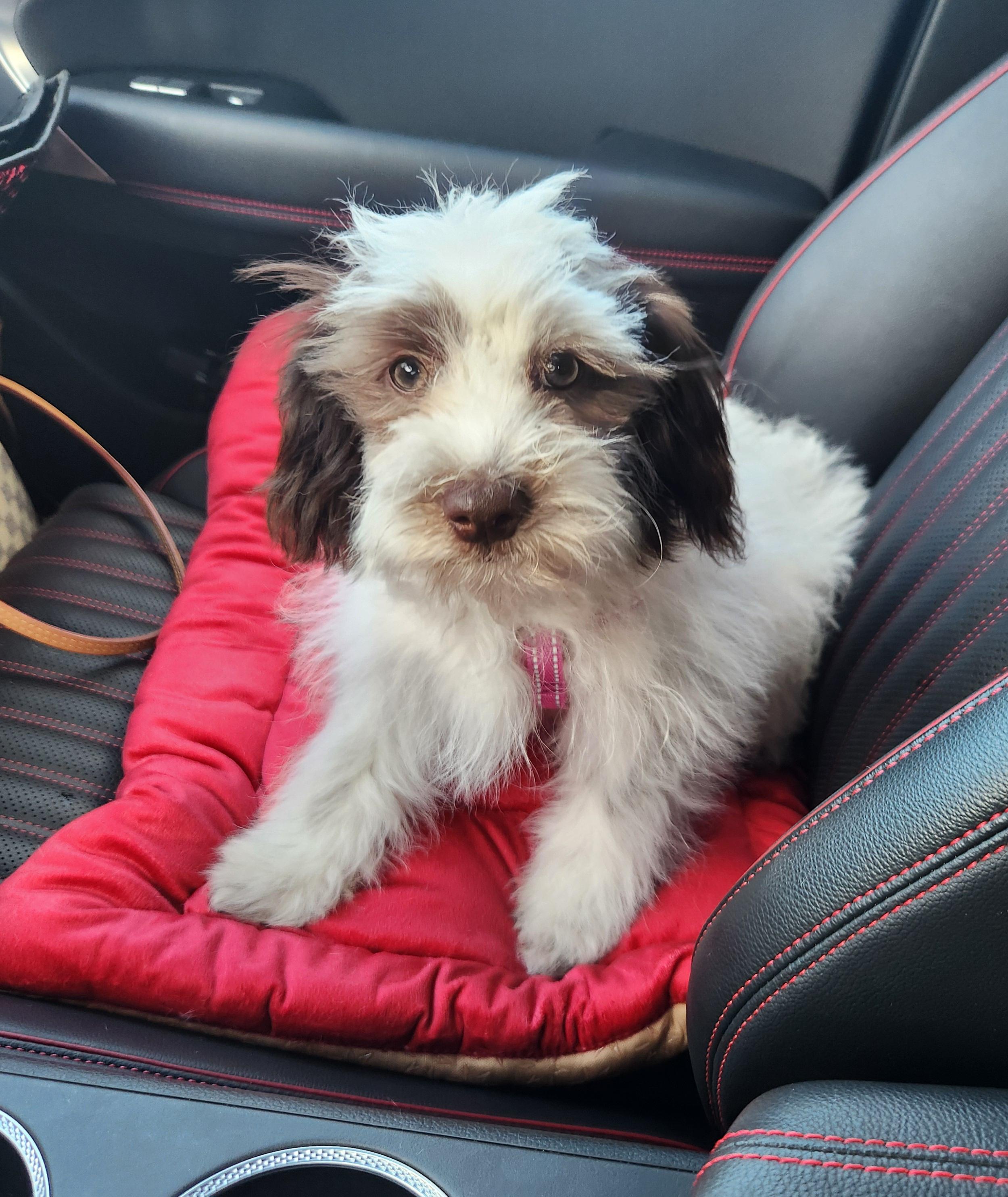 Maple, Adopted, Puppy Female Shih Tzu & Poodle (Toy).
