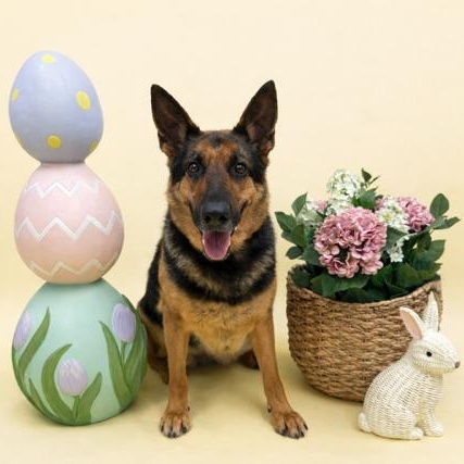 Layla  , adopted, Adult Female German Shepherd Dog.