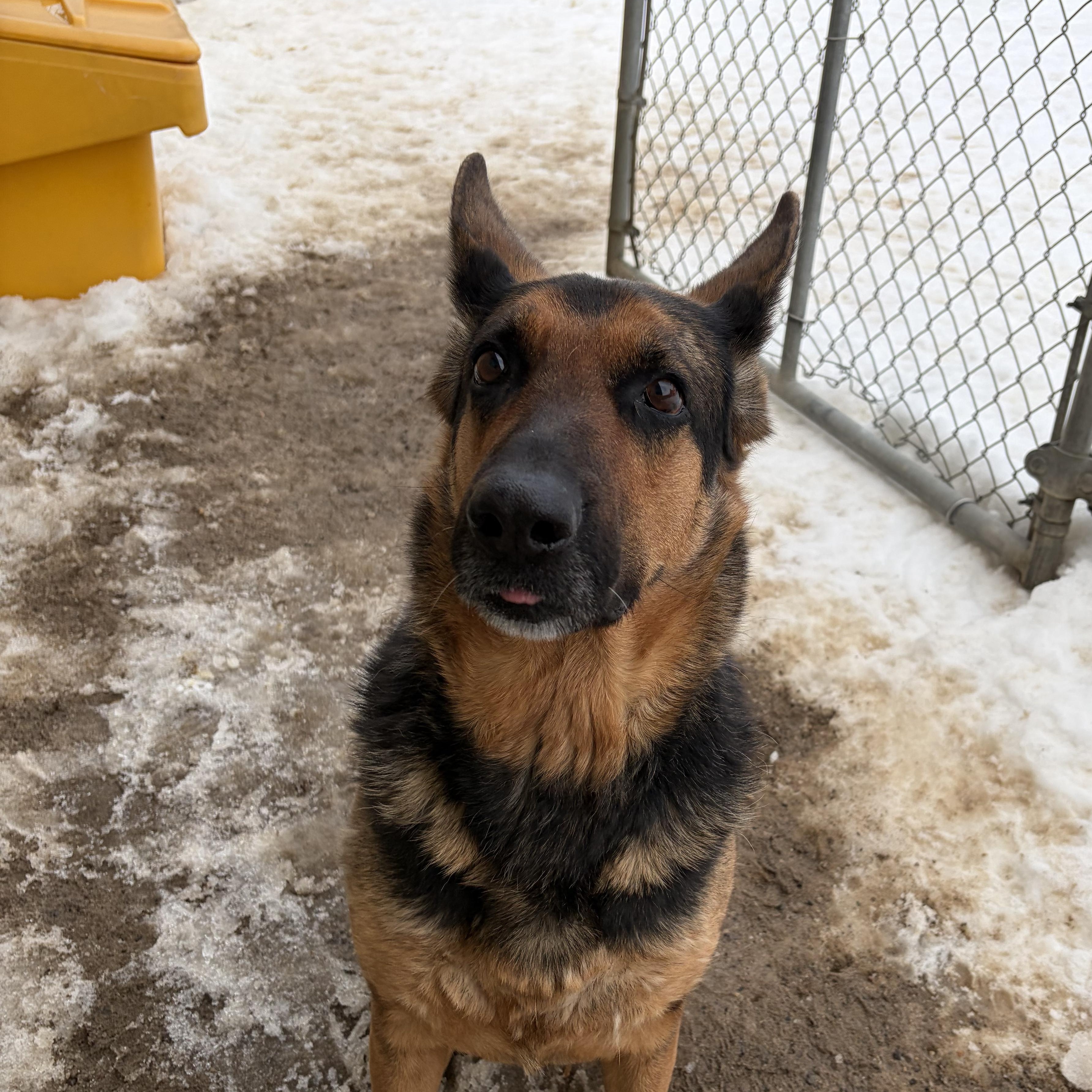 Layla **COMING SOON**, a Adoptable German Shepherd Dog in Caledon, ON image 4/6