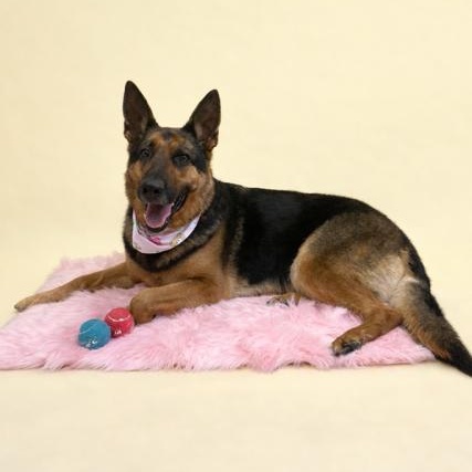Enlarge Layla  , an adopted German Shepherd Dog in Caledon, ON image 2/6