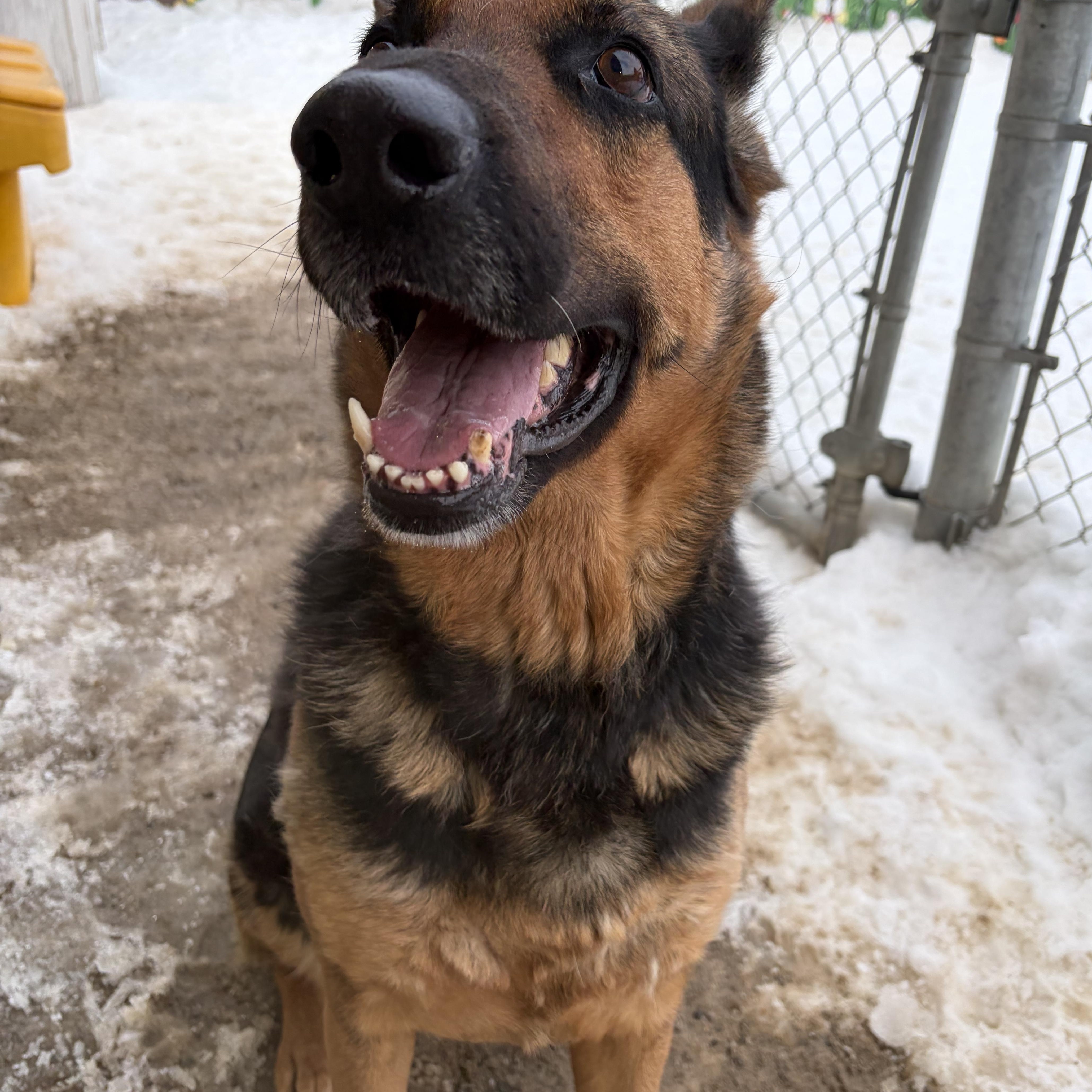 Layla **COMING SOON**, a Adoptable German Shepherd Dog in Caledon, ON image 5/6
